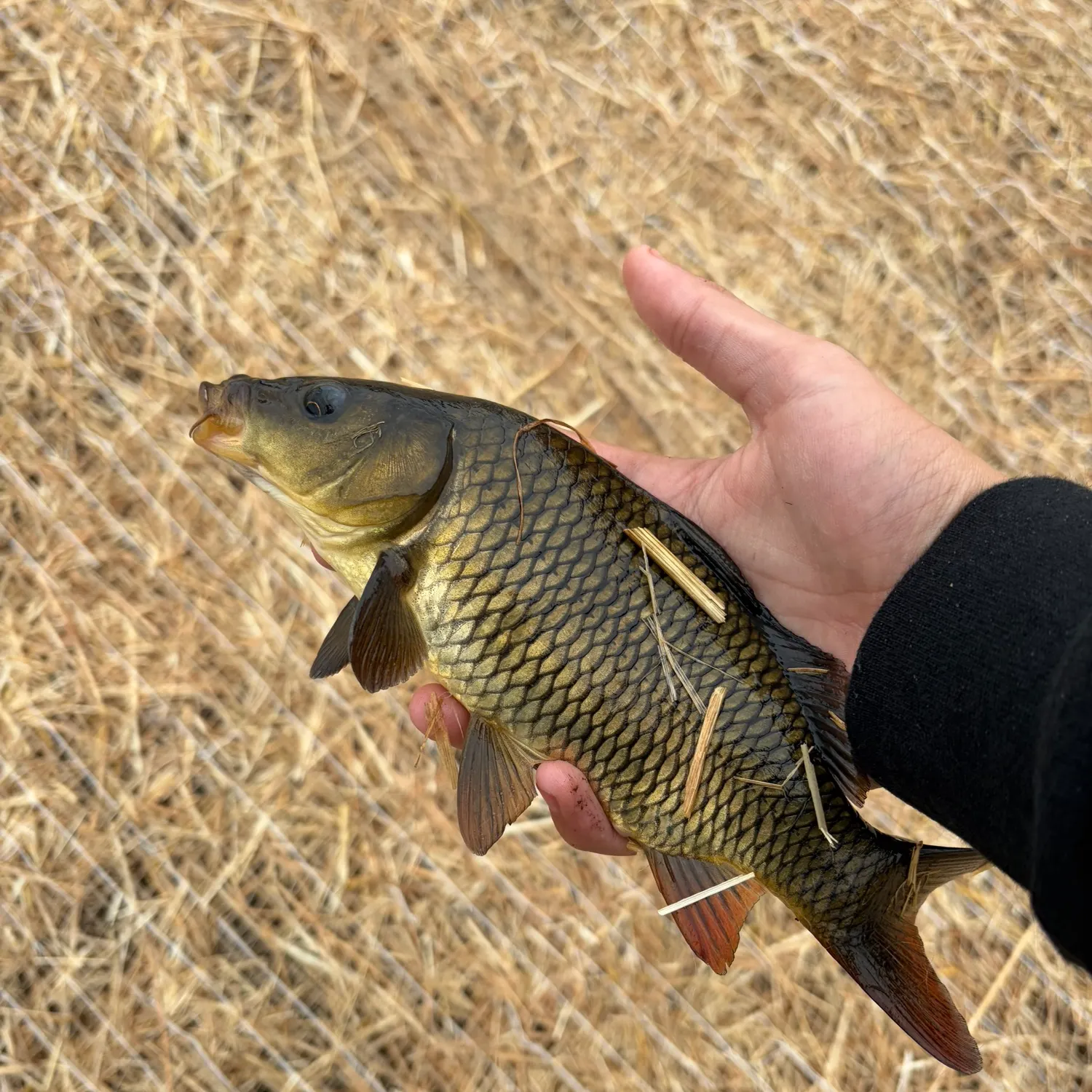 Common carp caught on Fishbrain