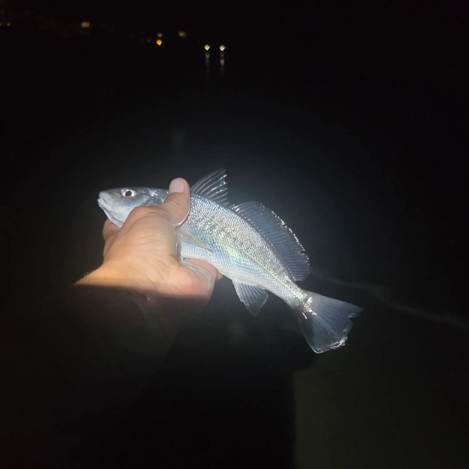 Atlantic croaker caught on Fishbrain