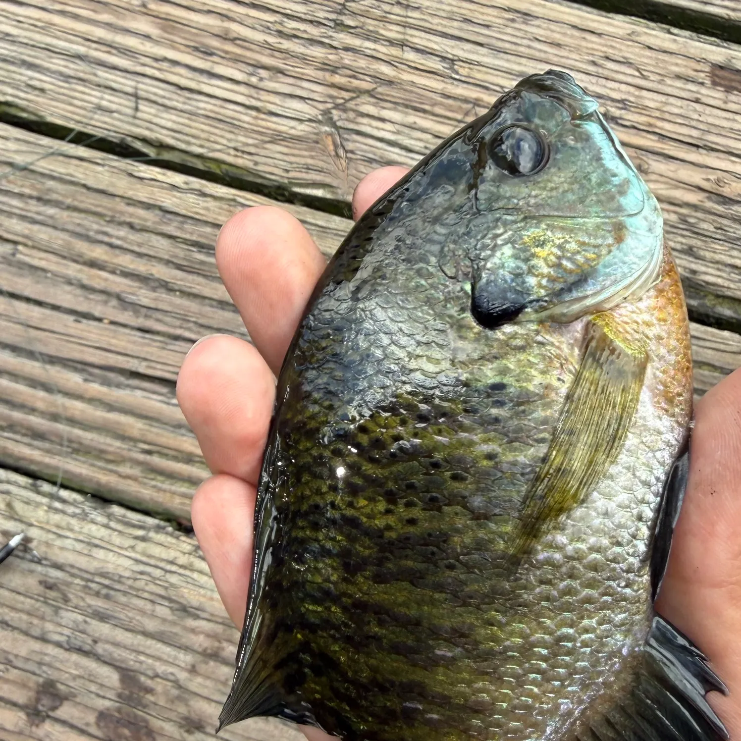 Bluegill caught on Fishbrain