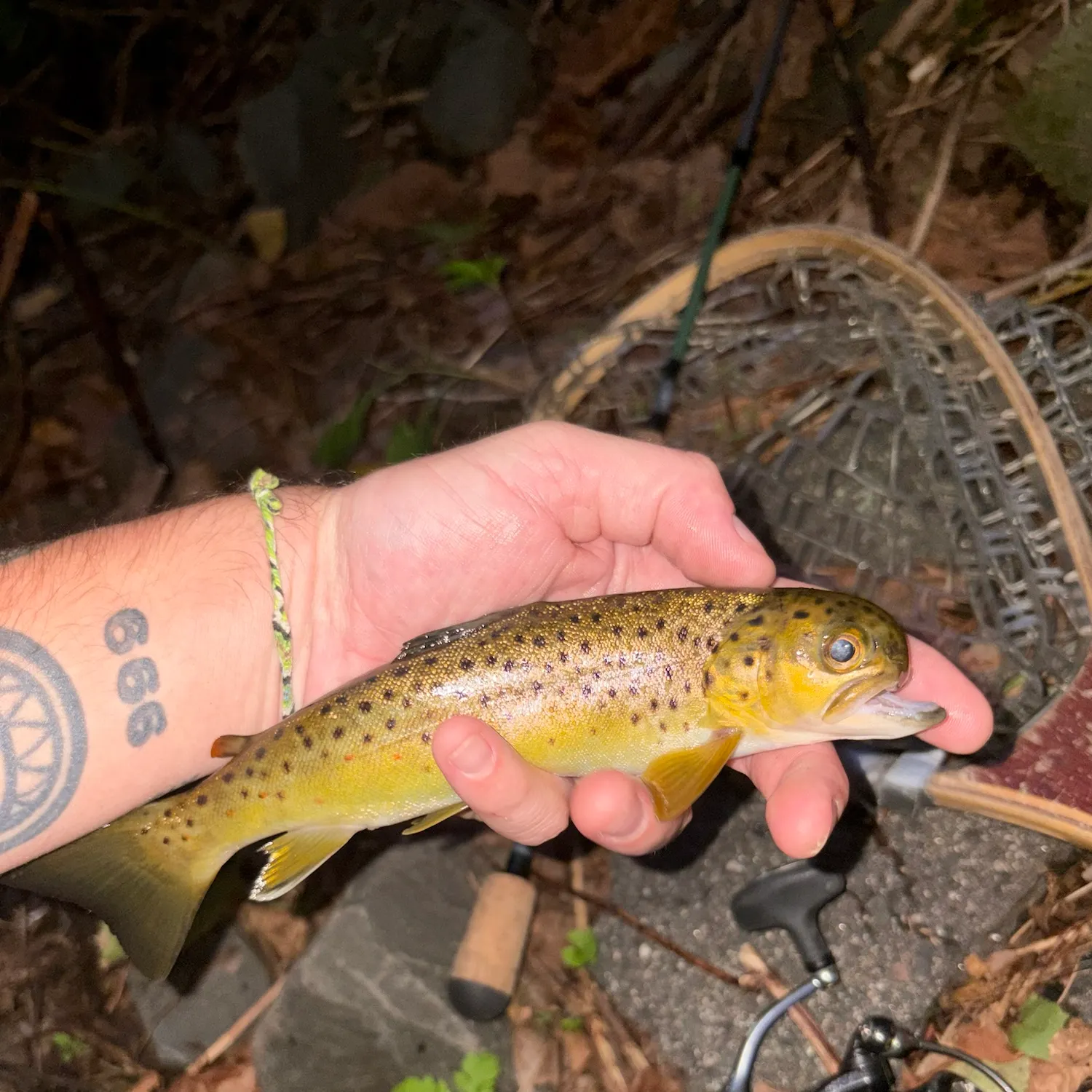 Brown trout caught on Fishbrain