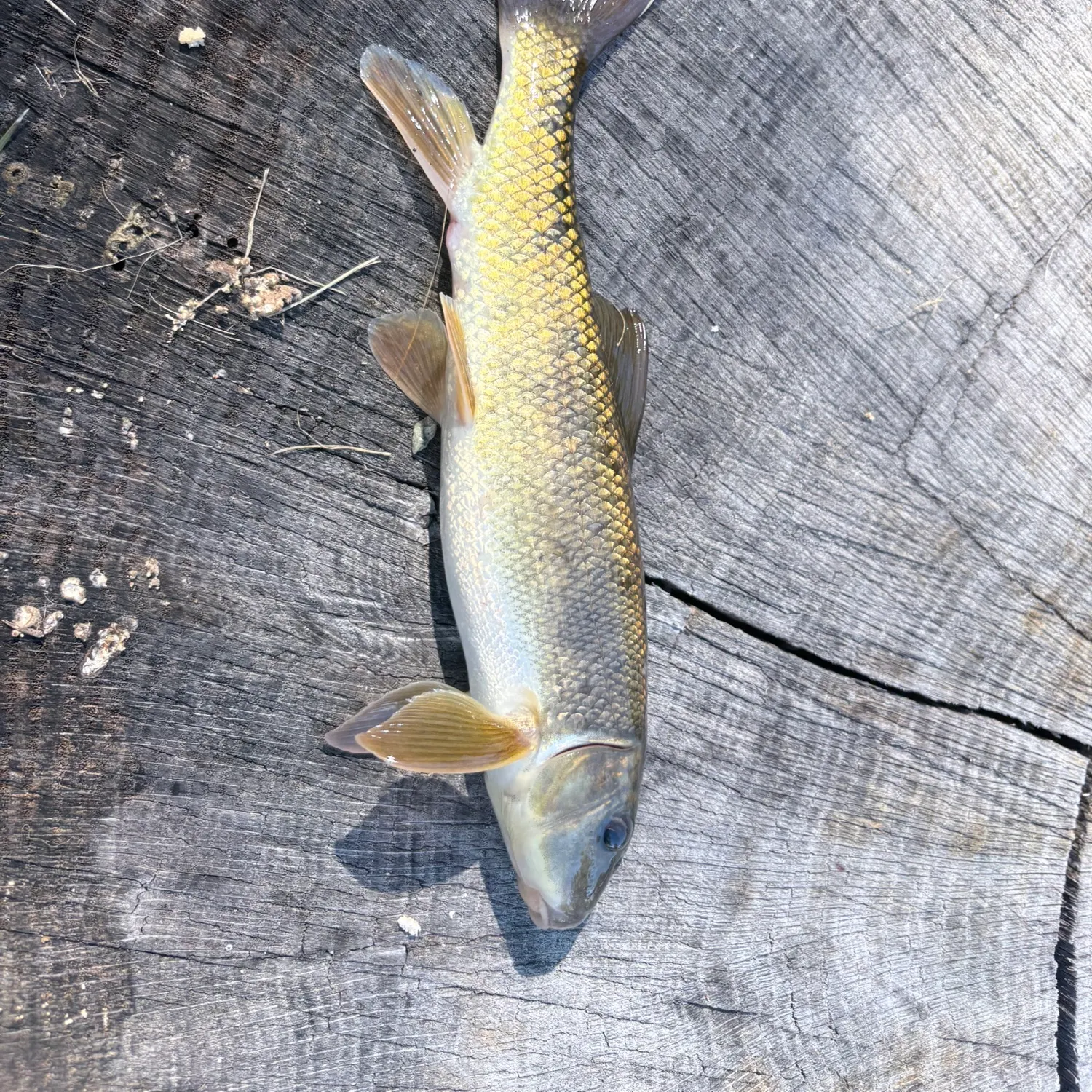White sucker caught on Fishbrain