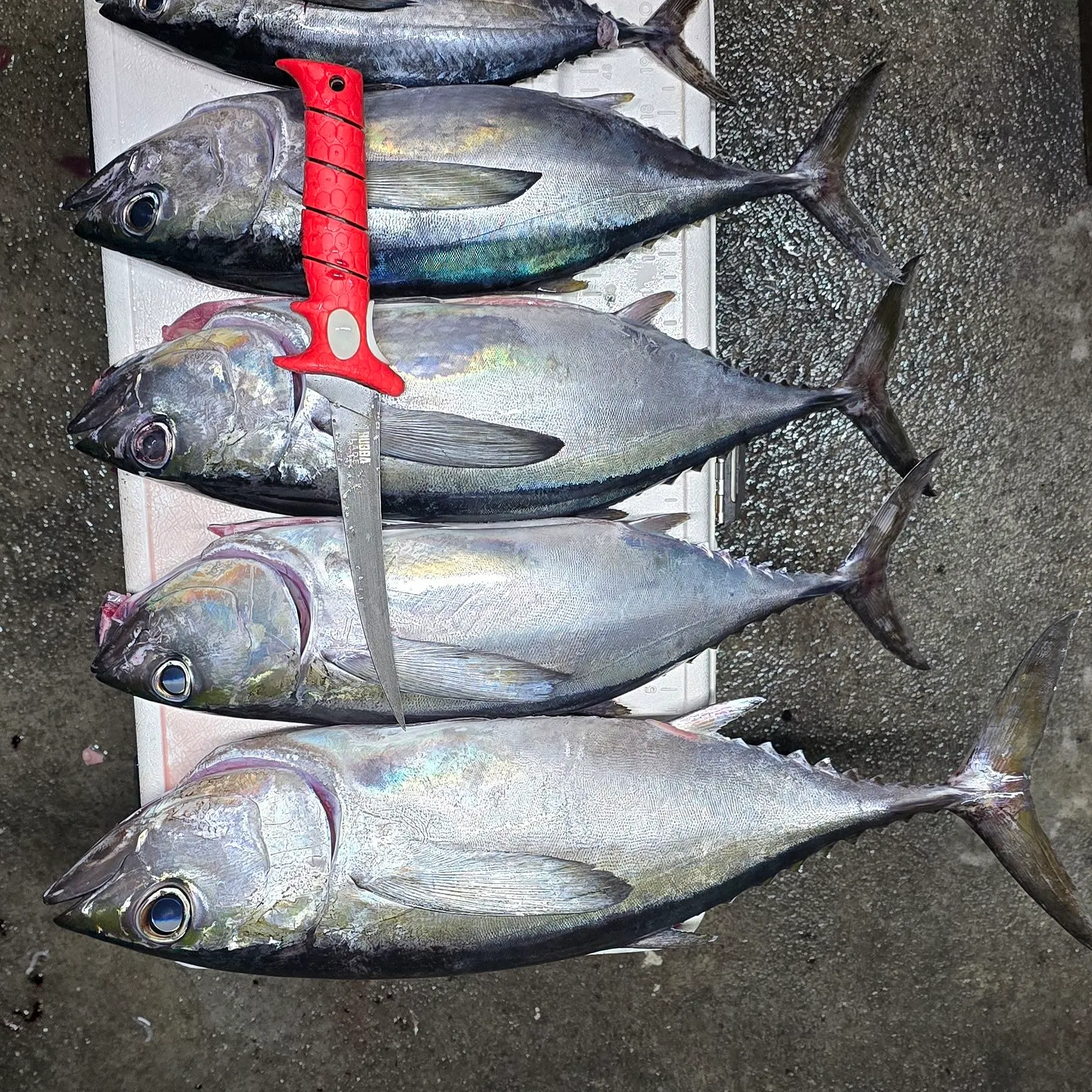 The most recent Blackfin tuna catches on Fishbrain