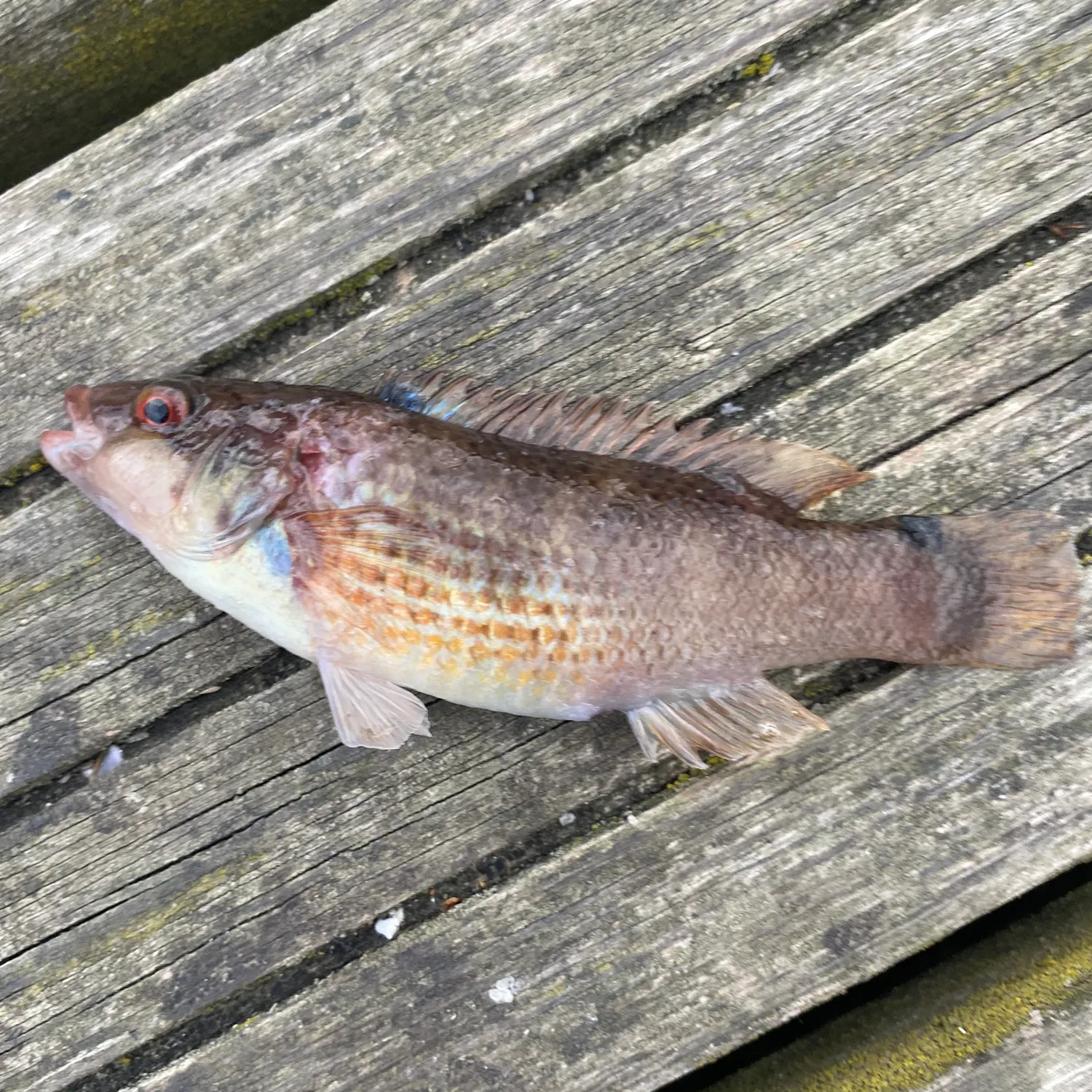 The most recent Goldsinny wrasse catches on Fishbrain