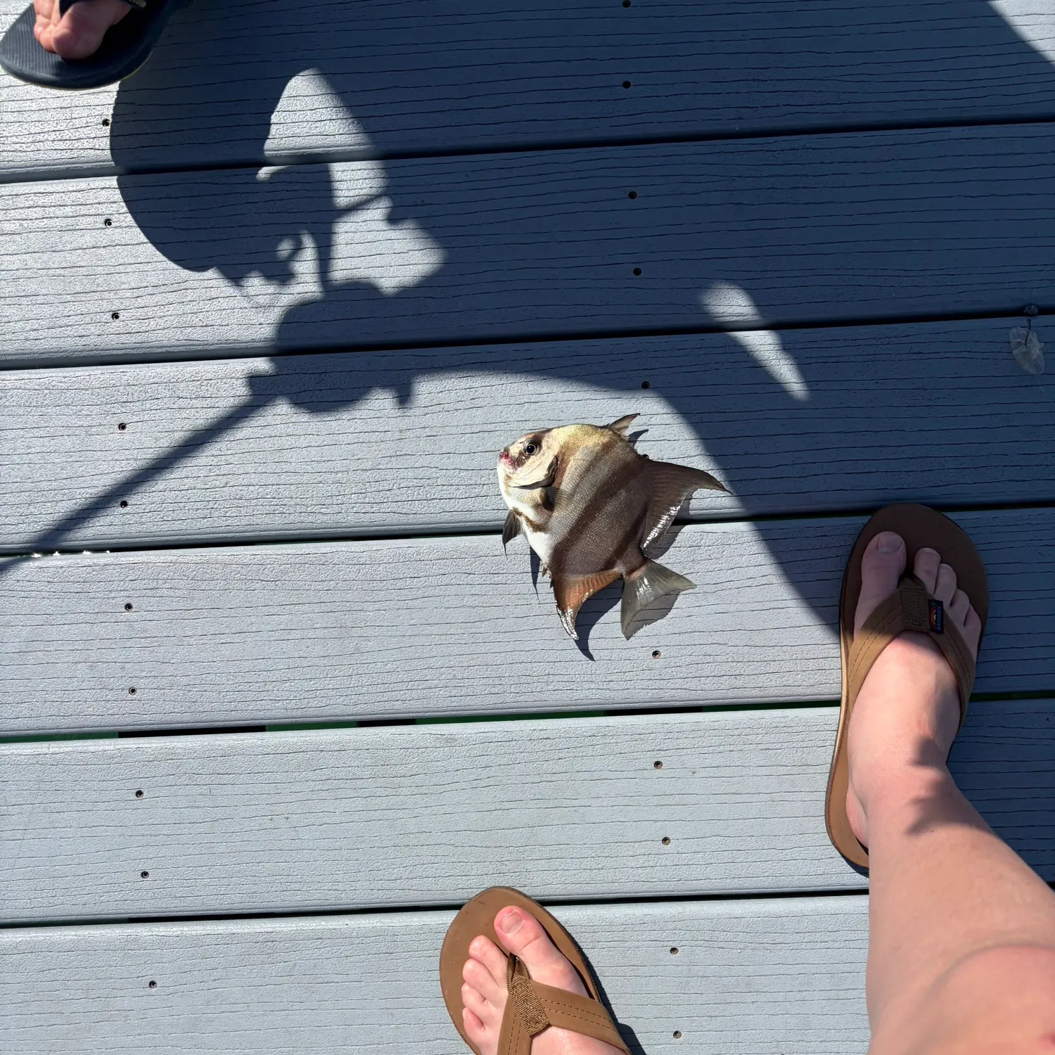 The most recent Atlantic spadefish catches on Fishbrain