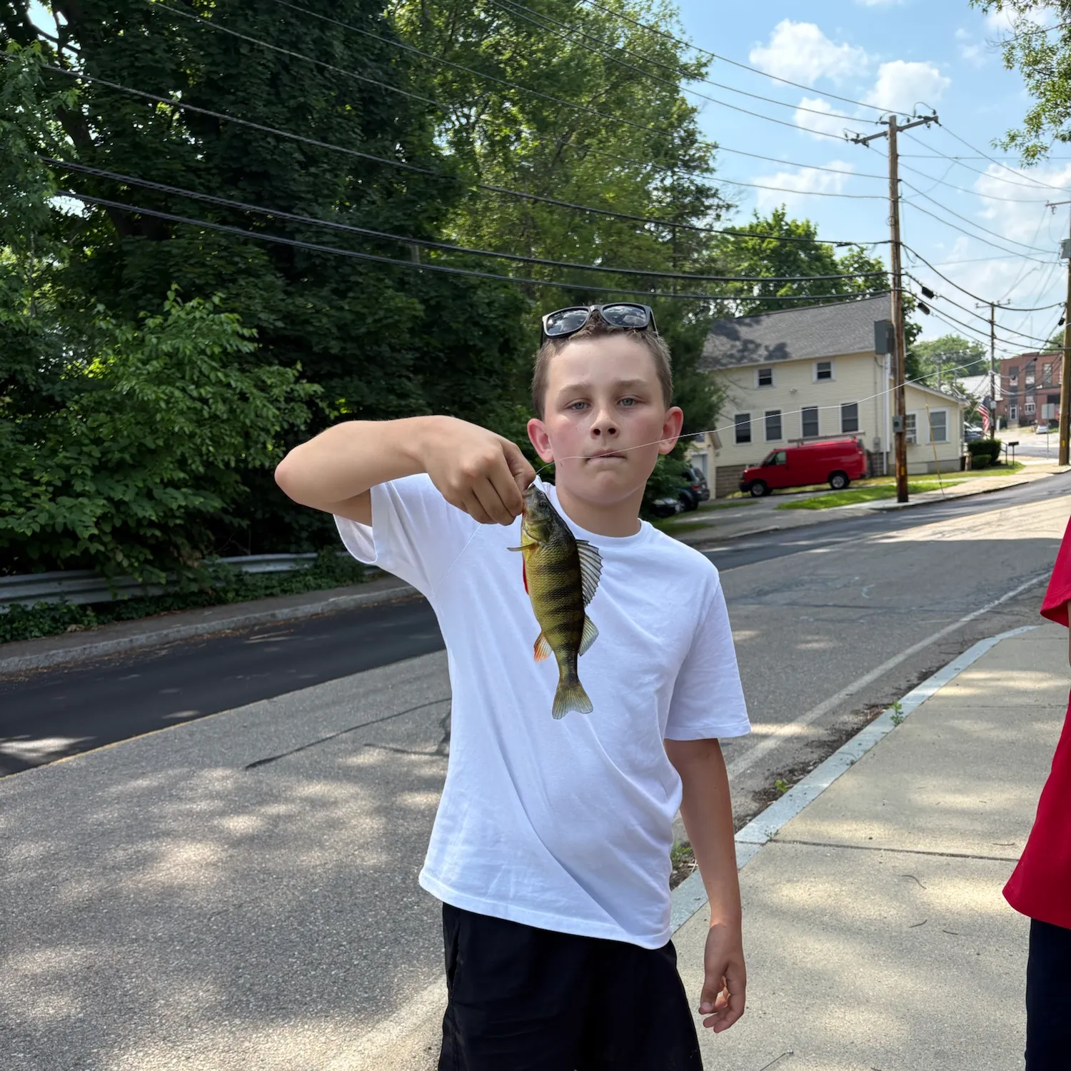 Yellow perch caught on Fishbrain