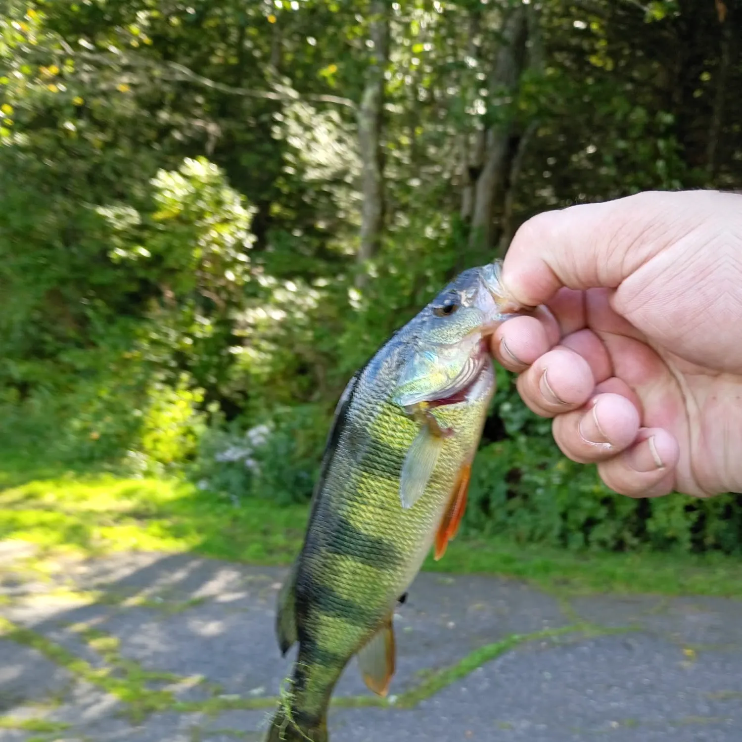 Yellow perch caught on Fishbrain