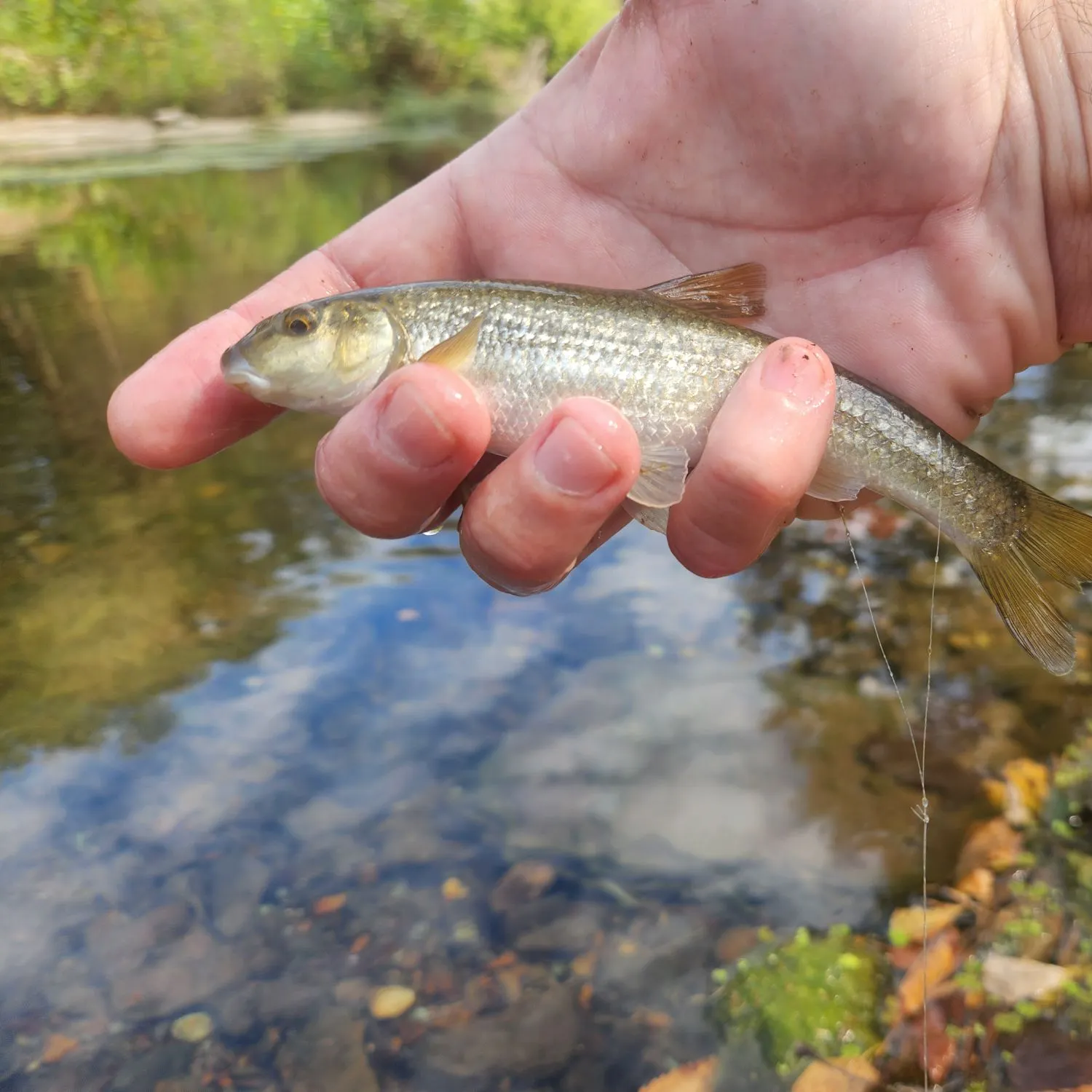 The most recent Central stoneroller catches on Fishbrain