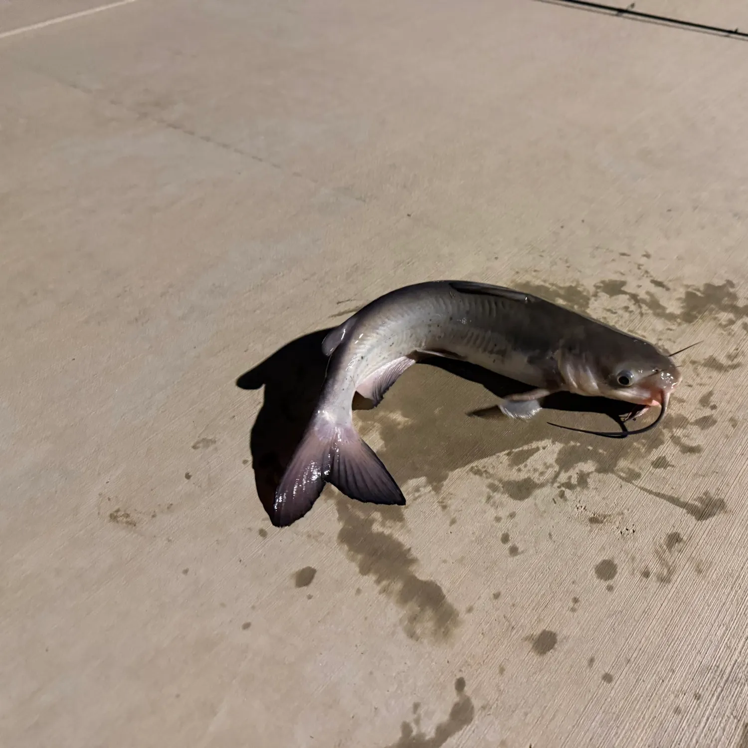 Channel catfish caught on Fishbrain