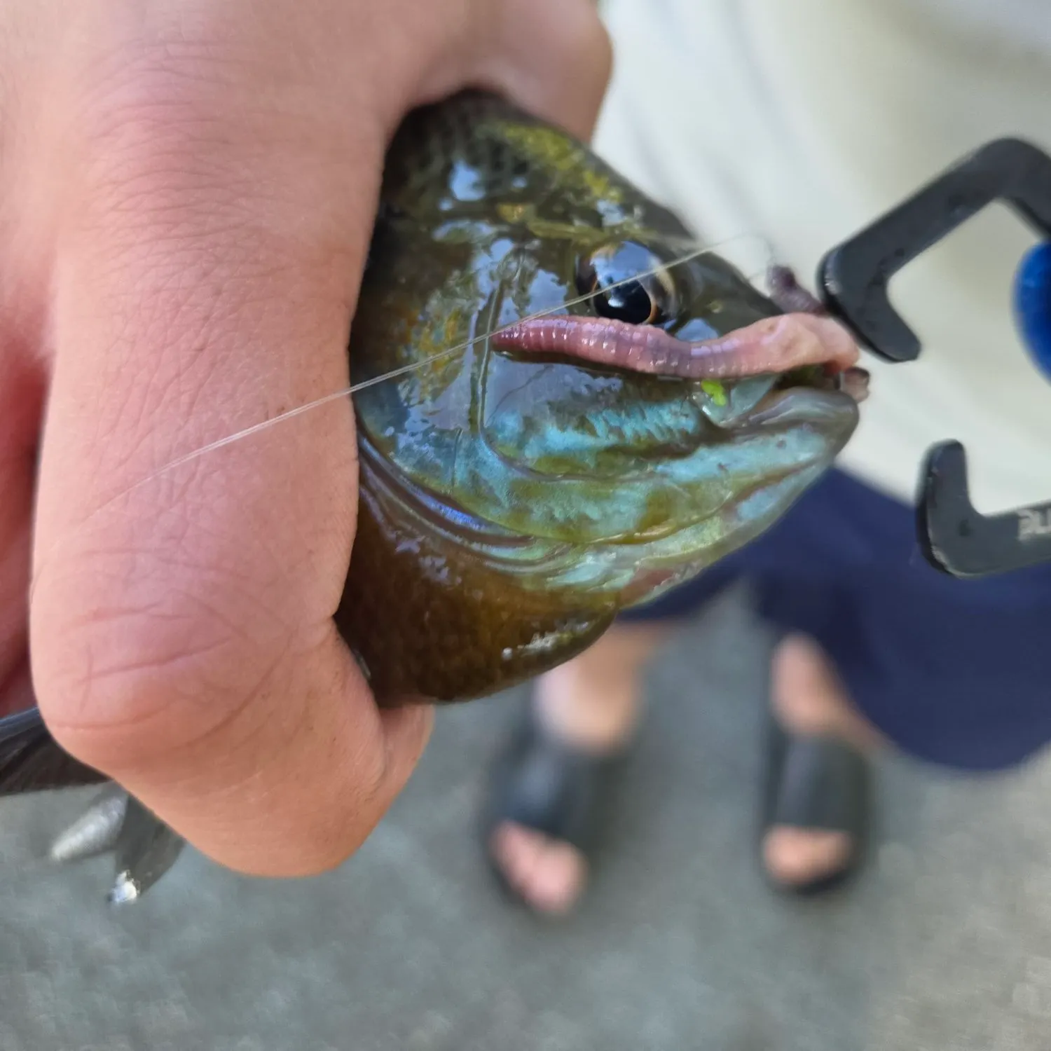 catch