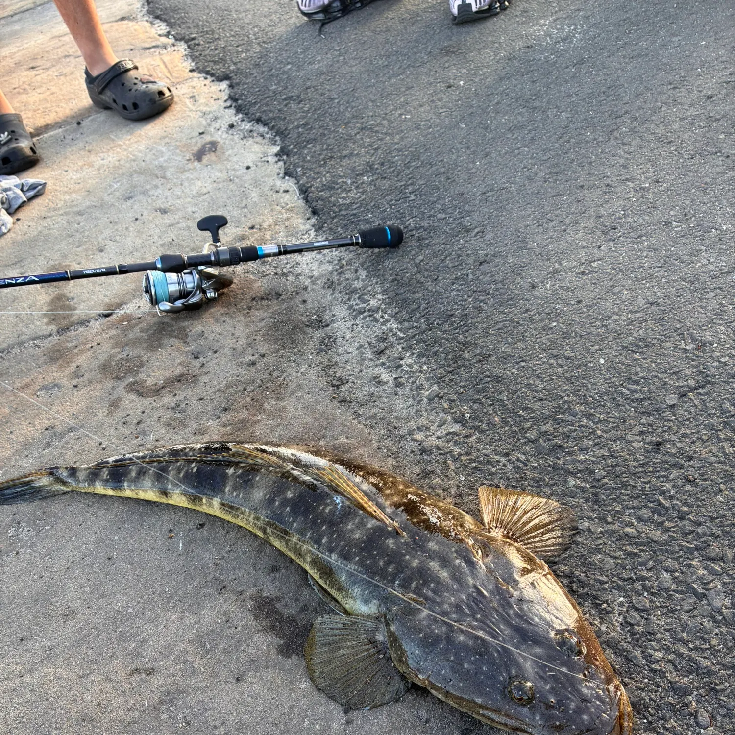 Dusky flathead caught on Fishbrain