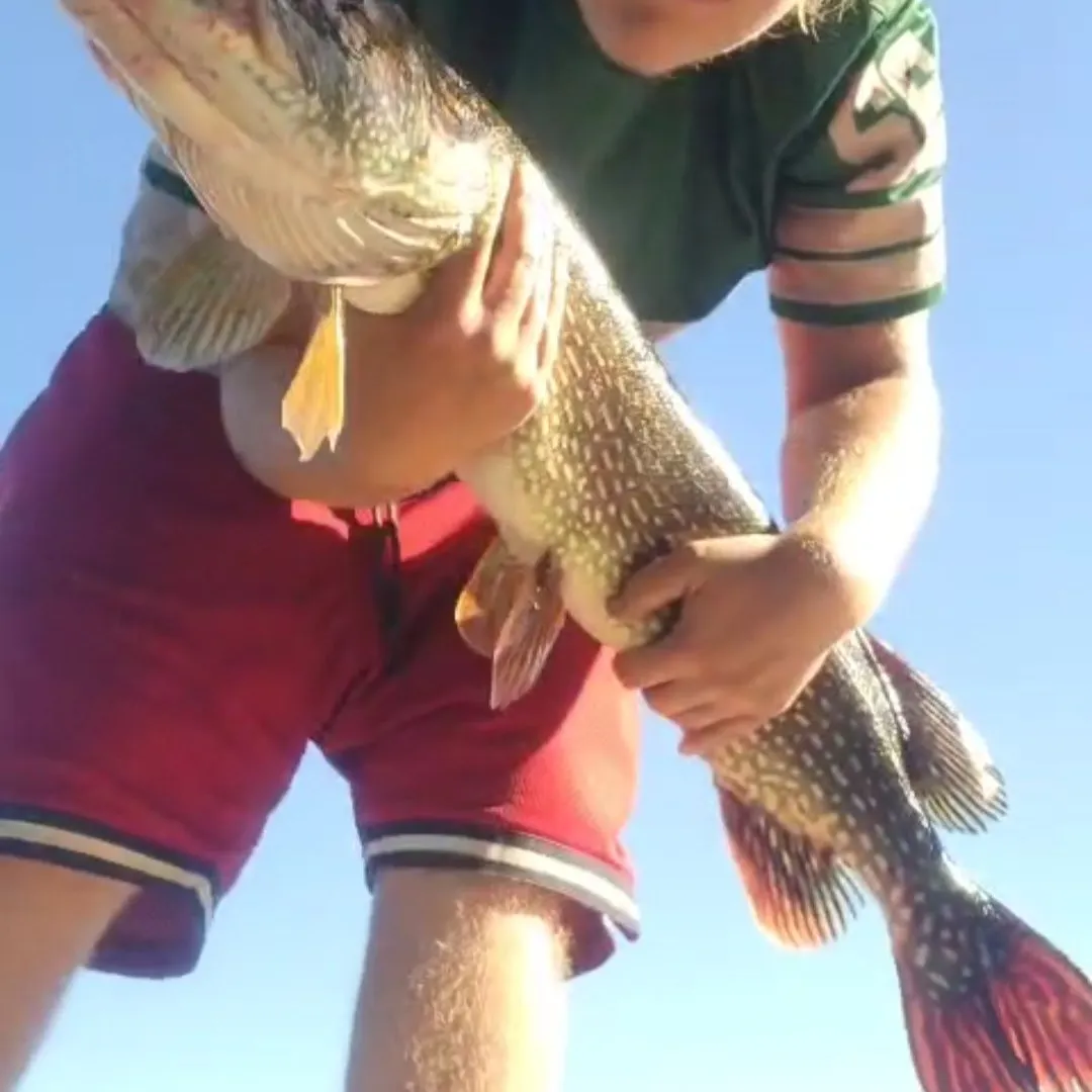 Northern pike caught on Fishbrain