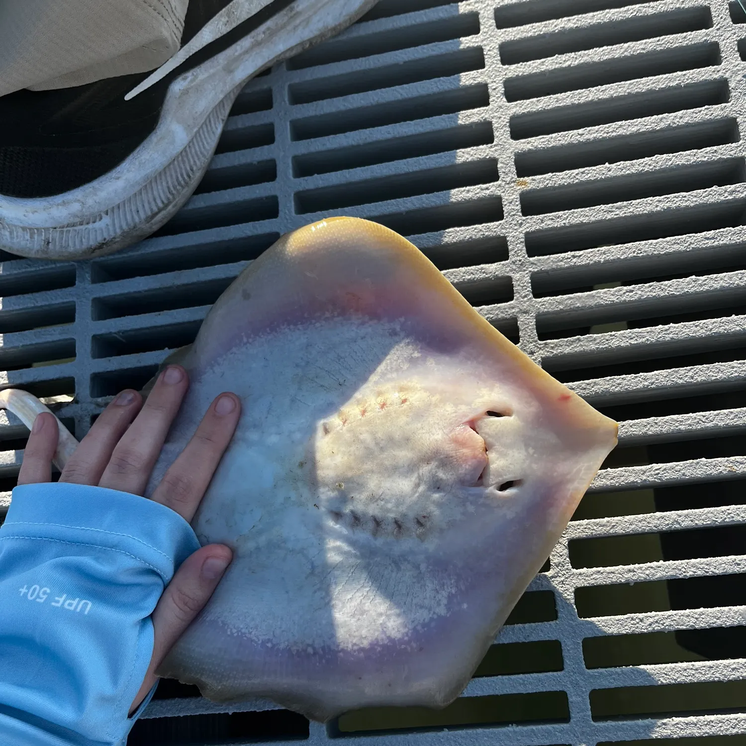The most recent Common stingaree catches on Fishbrain