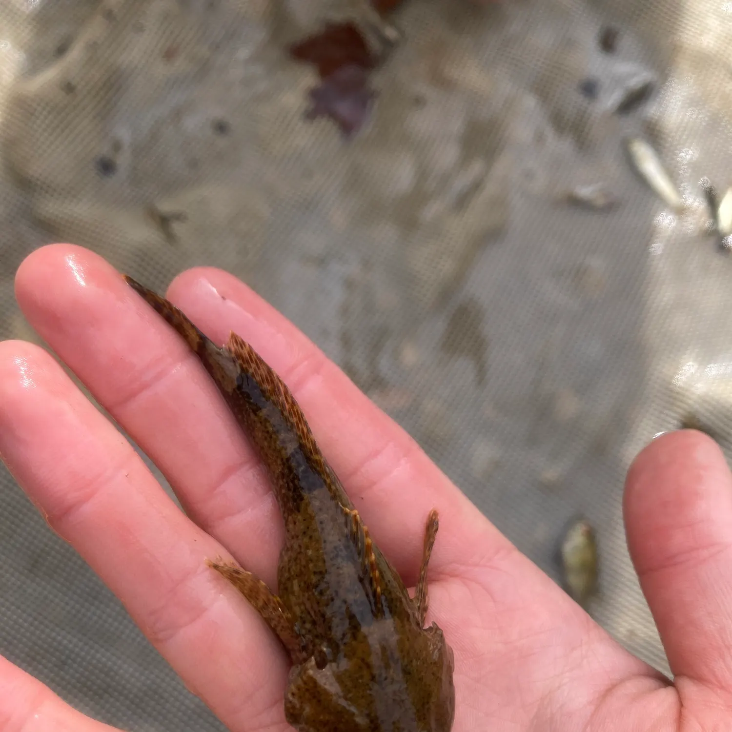 The most recent Banded sculpin catches on Fishbrain