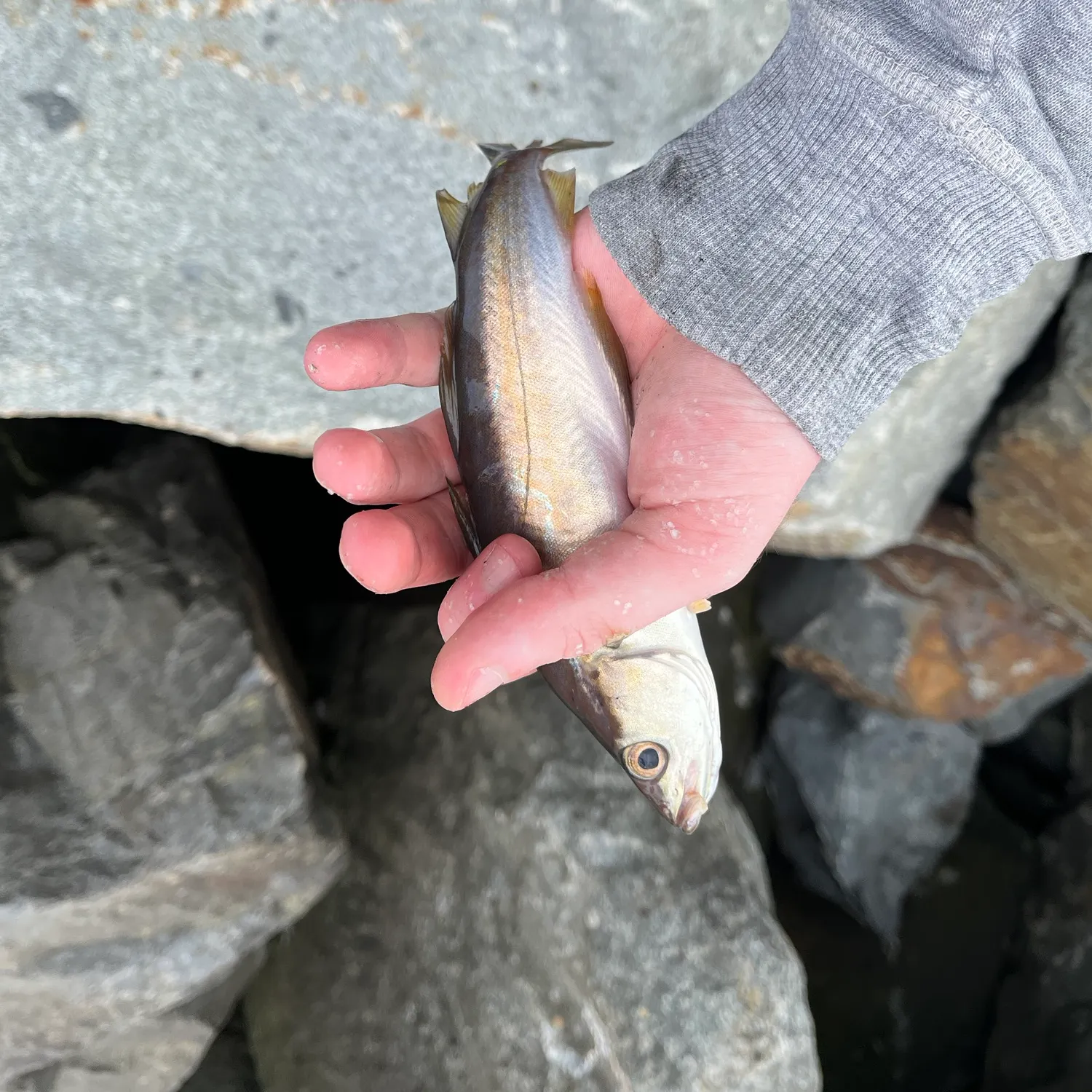 Pollack caught on Fishbrain