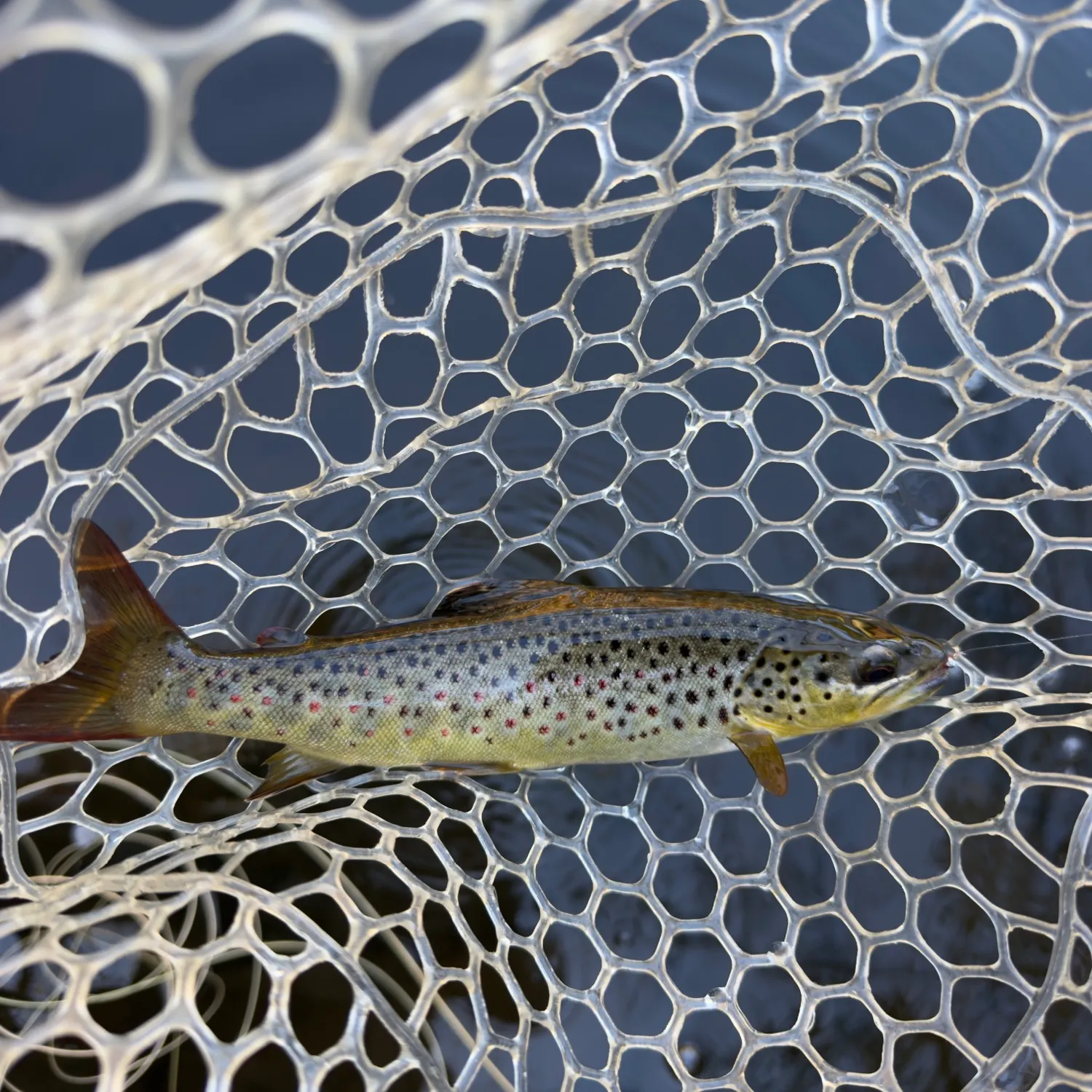 Brown trout caught on Fishbrain