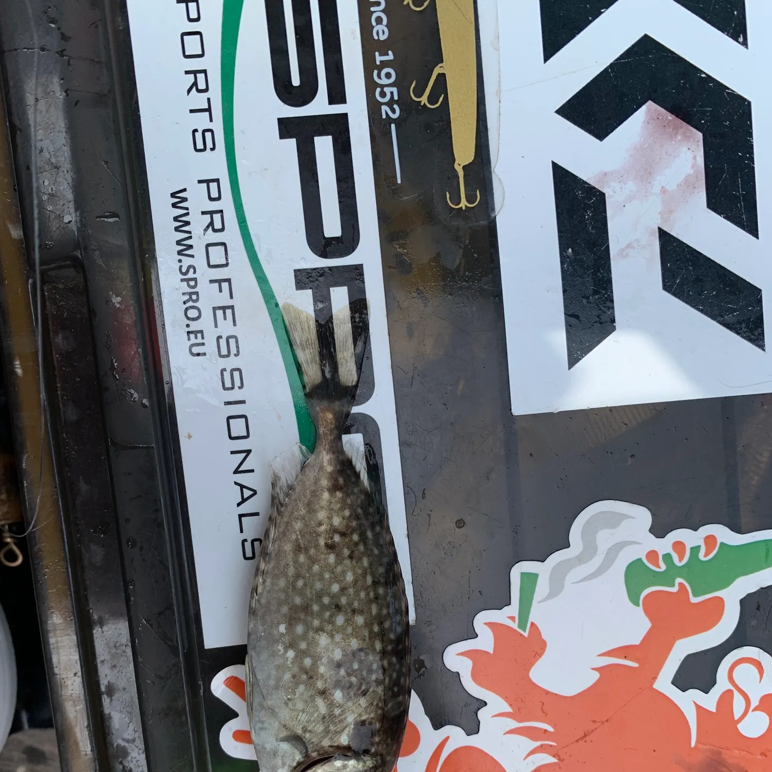 The most recent Marbled Spinefoot catches on Fishbrain