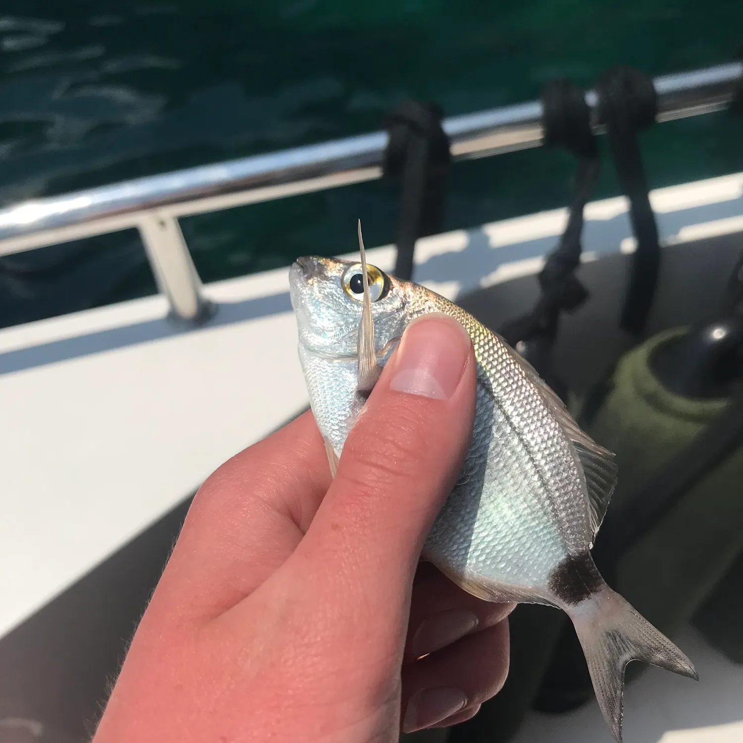 Fish caught on Fishbrain