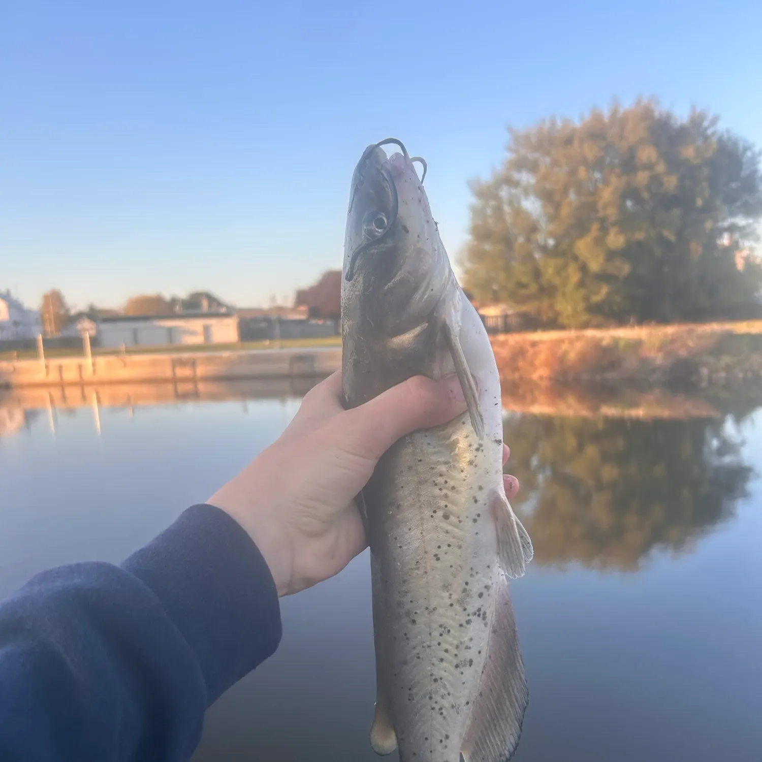 Channel catfish caught on Fishbrain