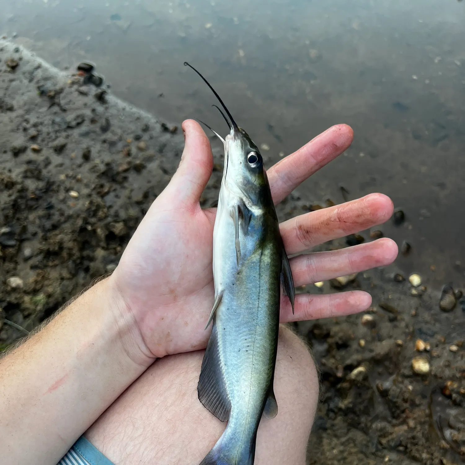 Channel catfish caught on Fishbrain