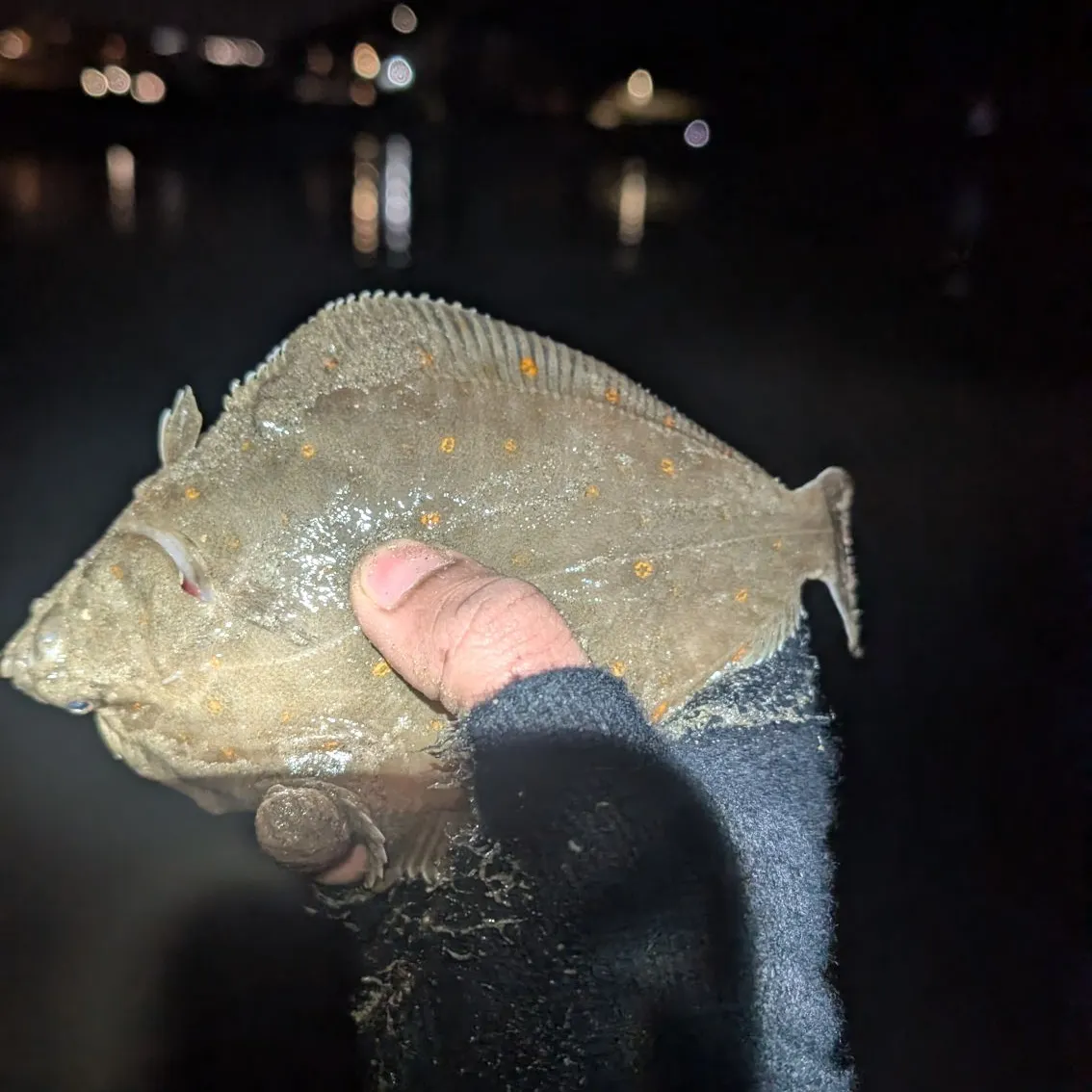 The most recent European plaice catches on Fishbrain