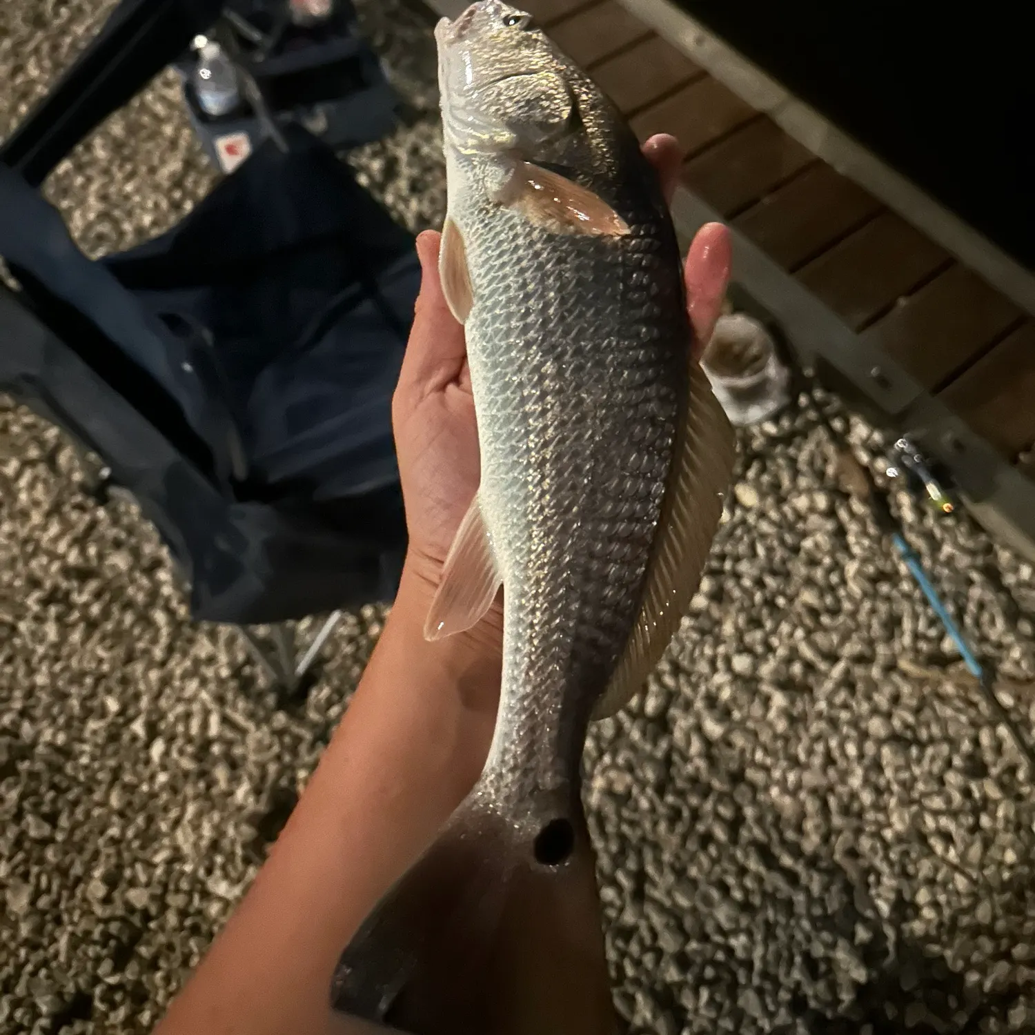 Red drum caught on Fishbrain