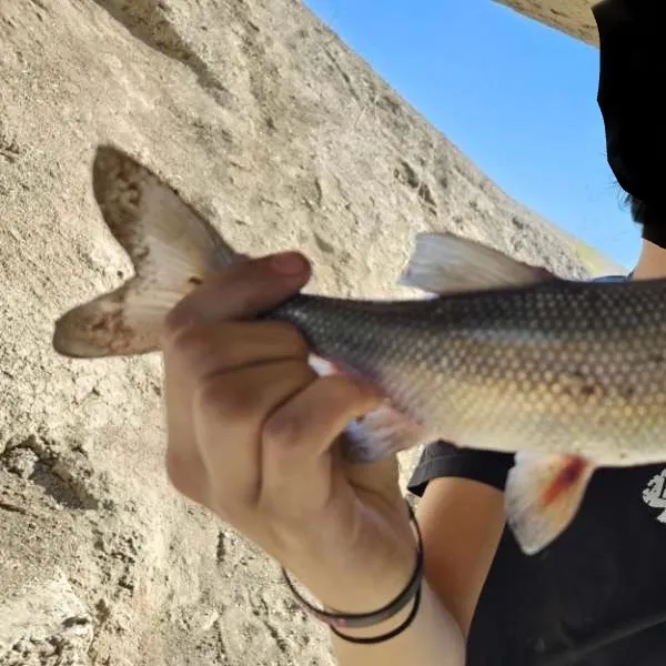 The most recent Mountain whitefish catches on Fishbrain