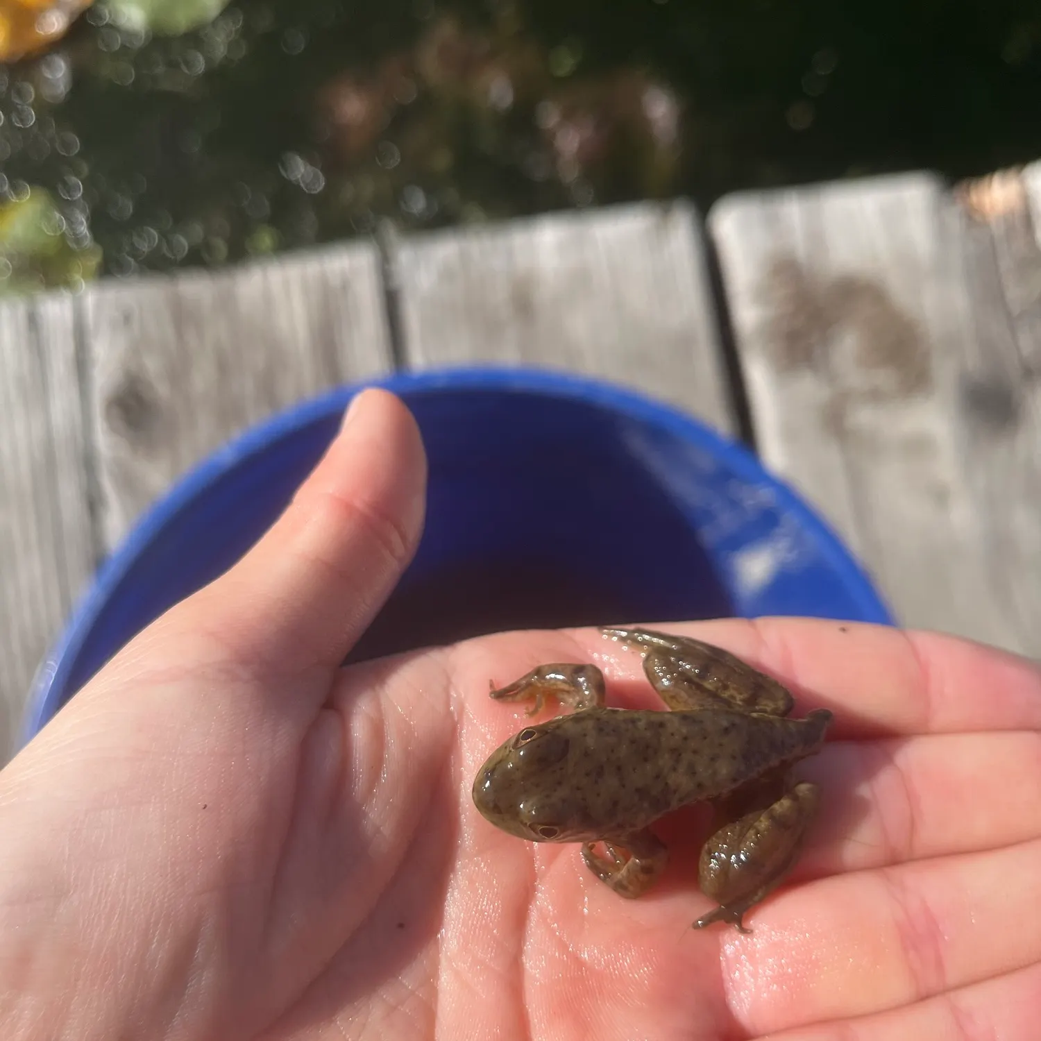 The most recent American bullfrog catches on Fishbrain