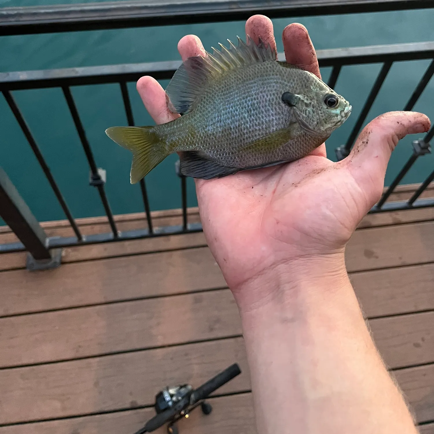 Bluegill caught on Fishbrain