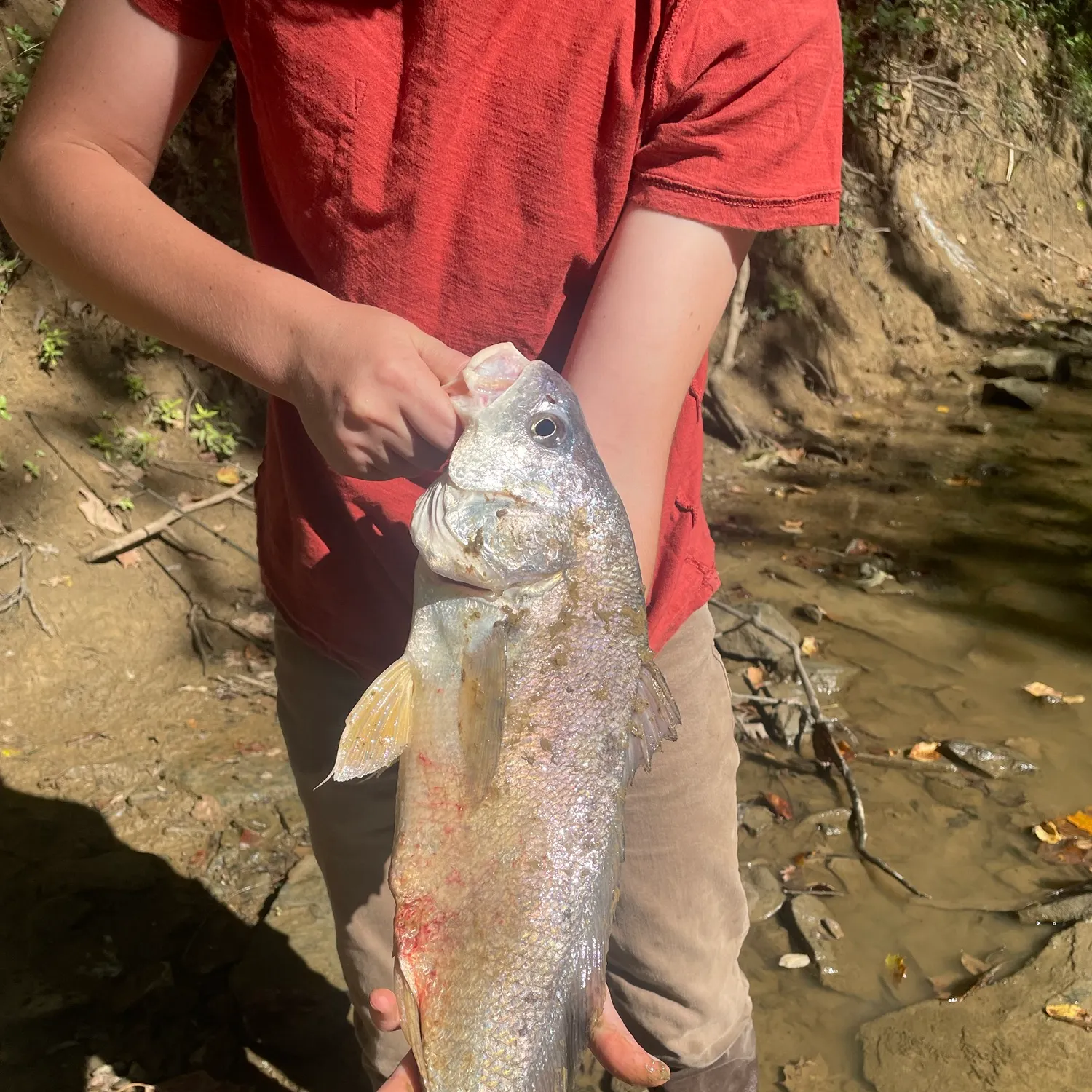 Freshwater drum caught on Fishbrain