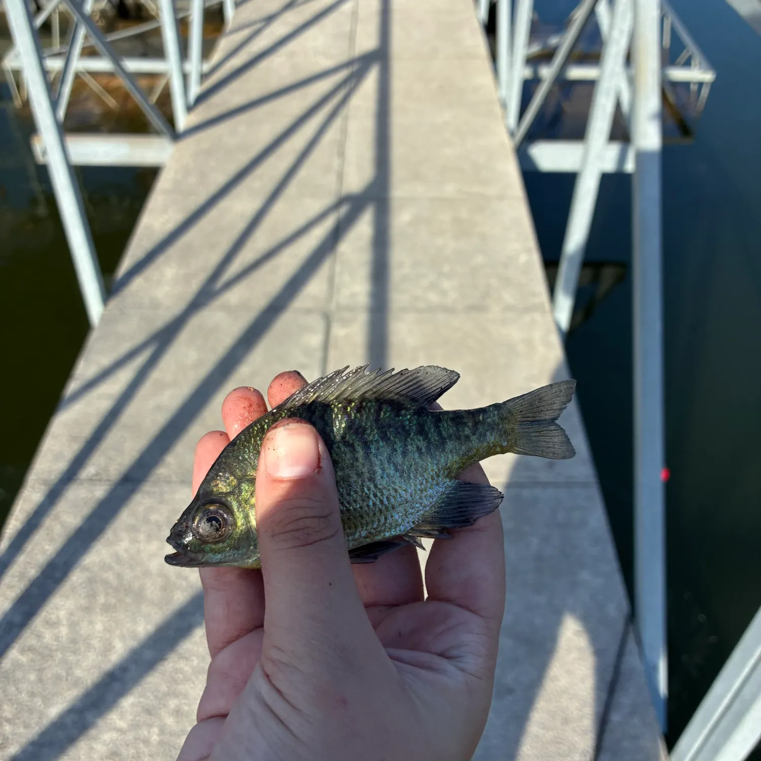 Bluegill caught on Fishbrain