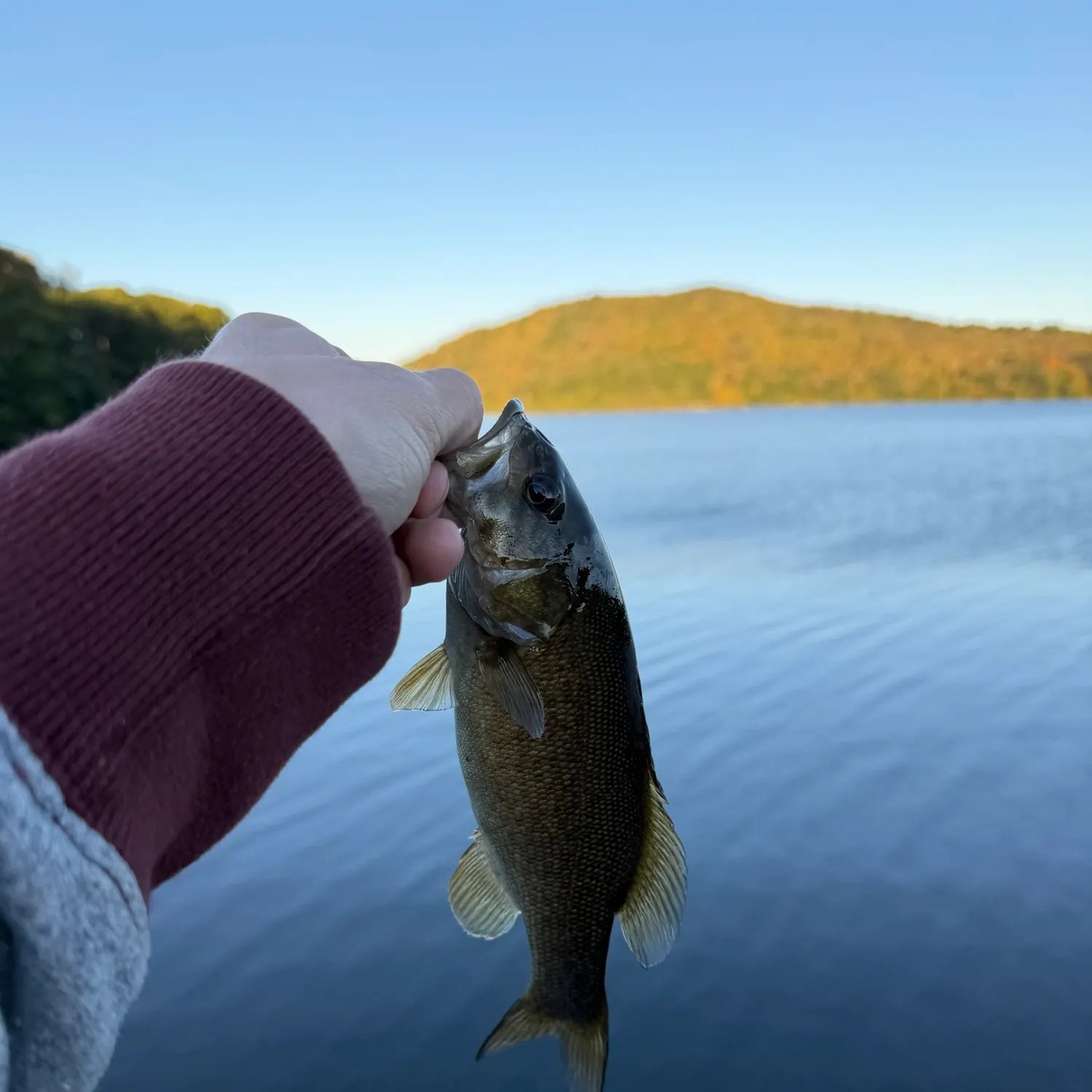 Smallmouth bass caught on Fishbrain