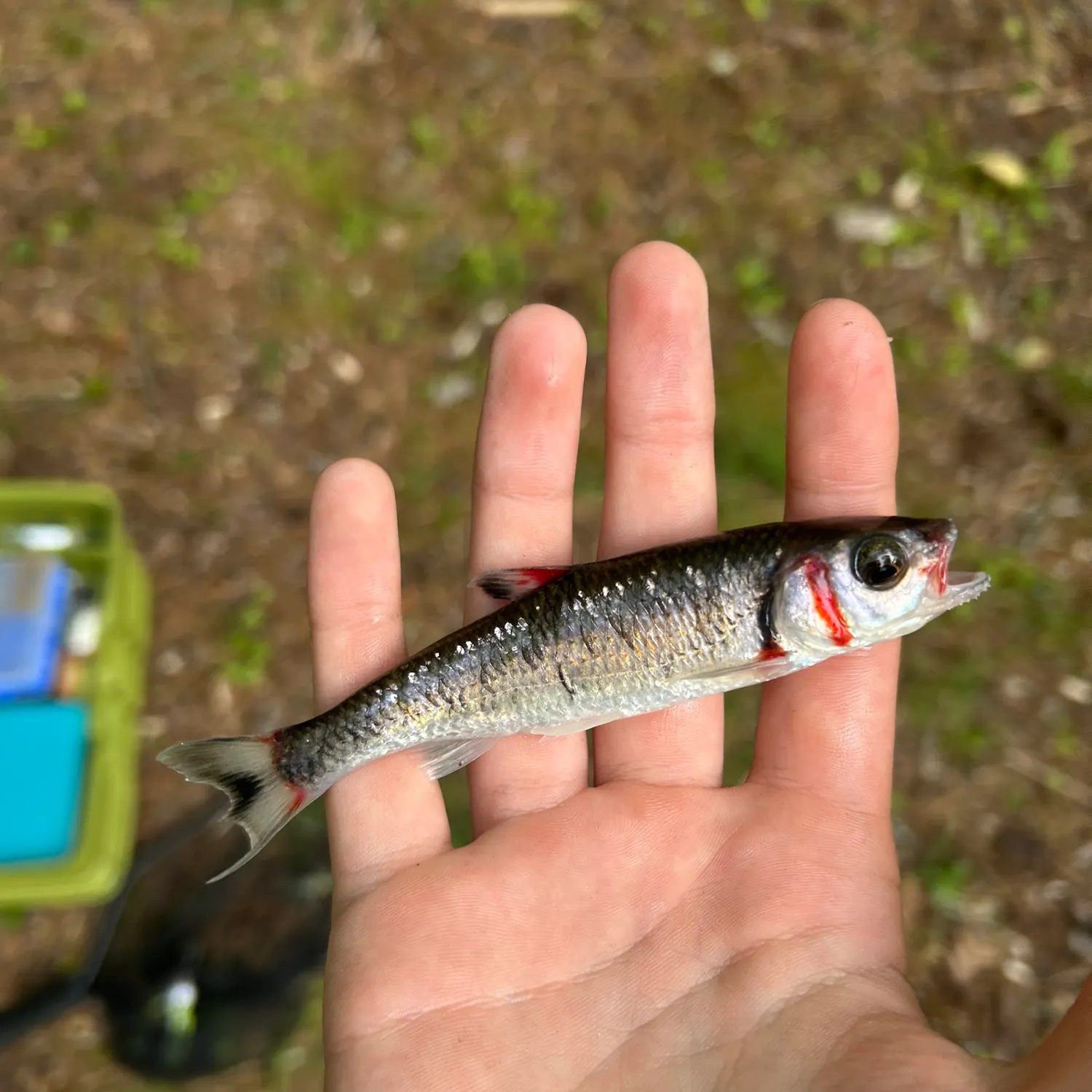 The most recent Warpaint shiner catches on Fishbrain