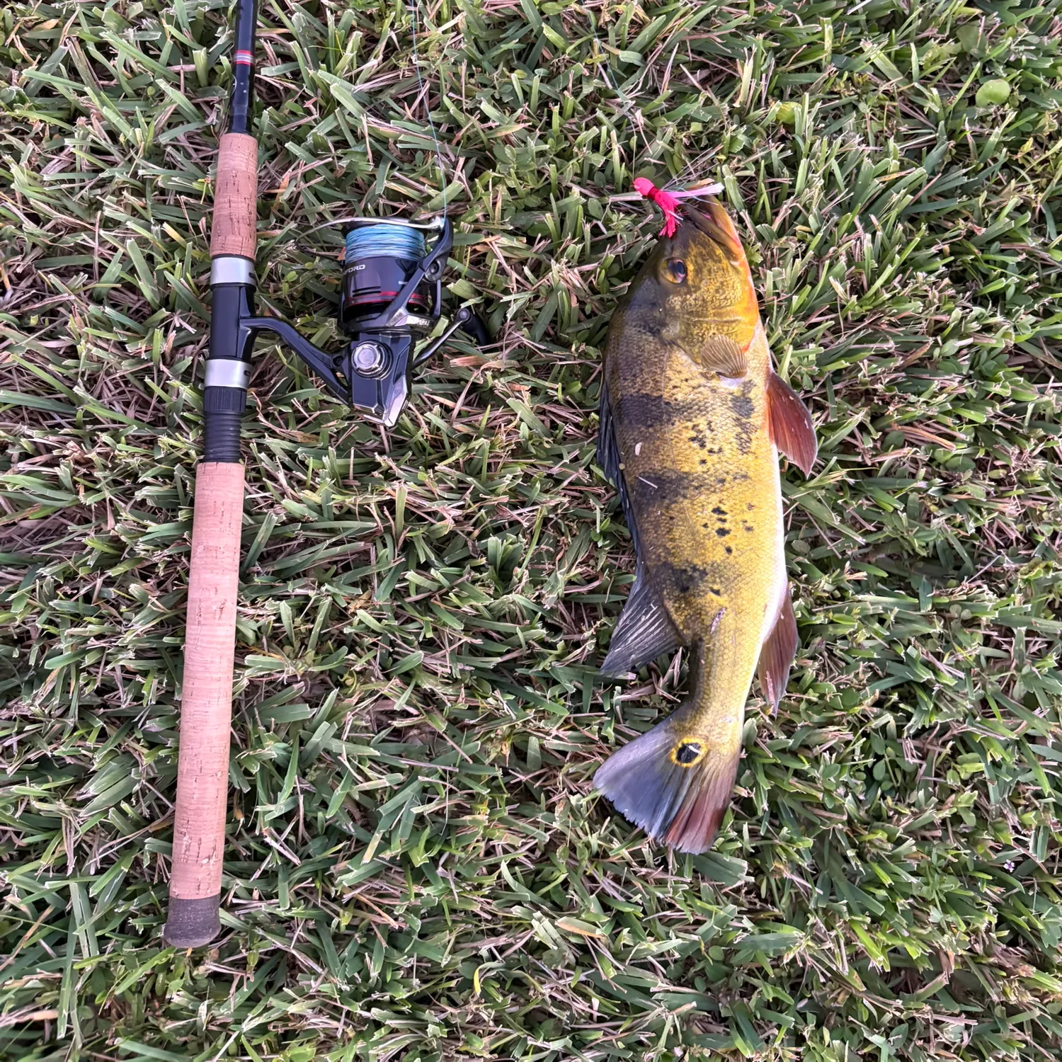 The most recent Butterfly peacock bass catches on Fishbrain