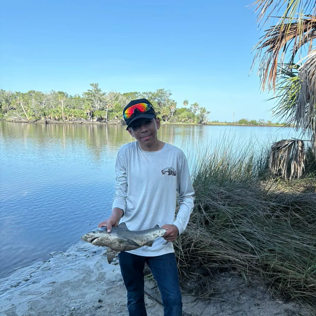 The most recent Bull shark catches on Fishbrain