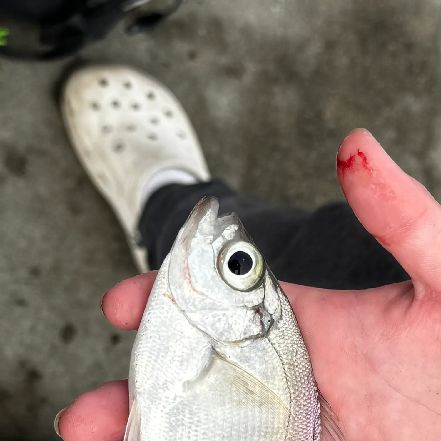 catch