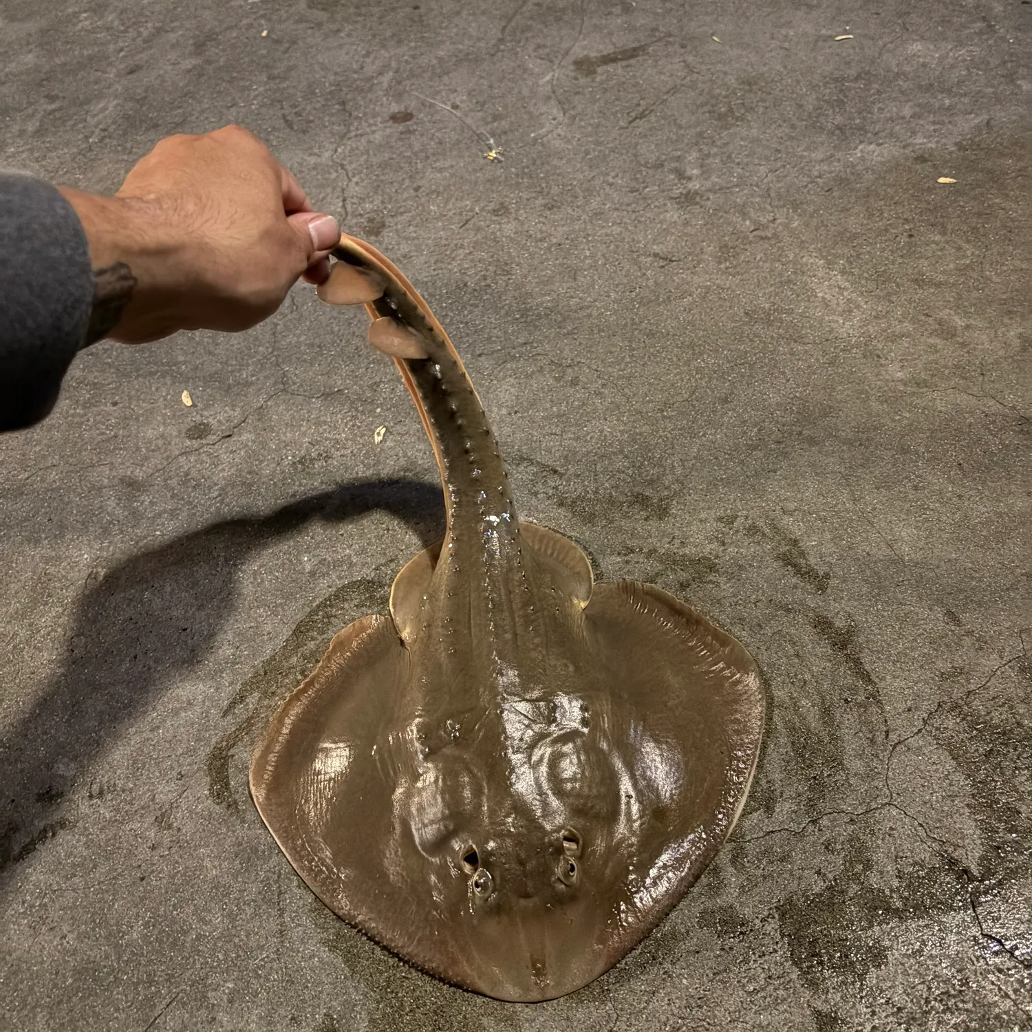 The most recent Thornback guitarfish catches on Fishbrain