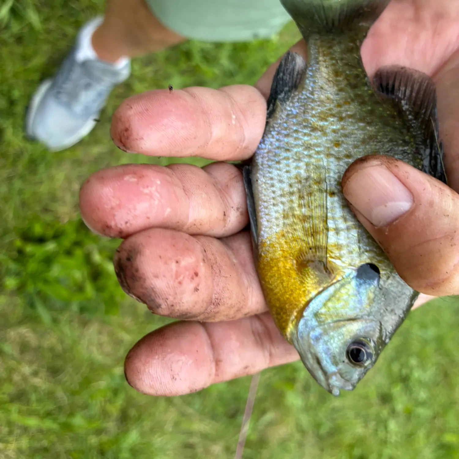 Bluegill caught on Fishbrain