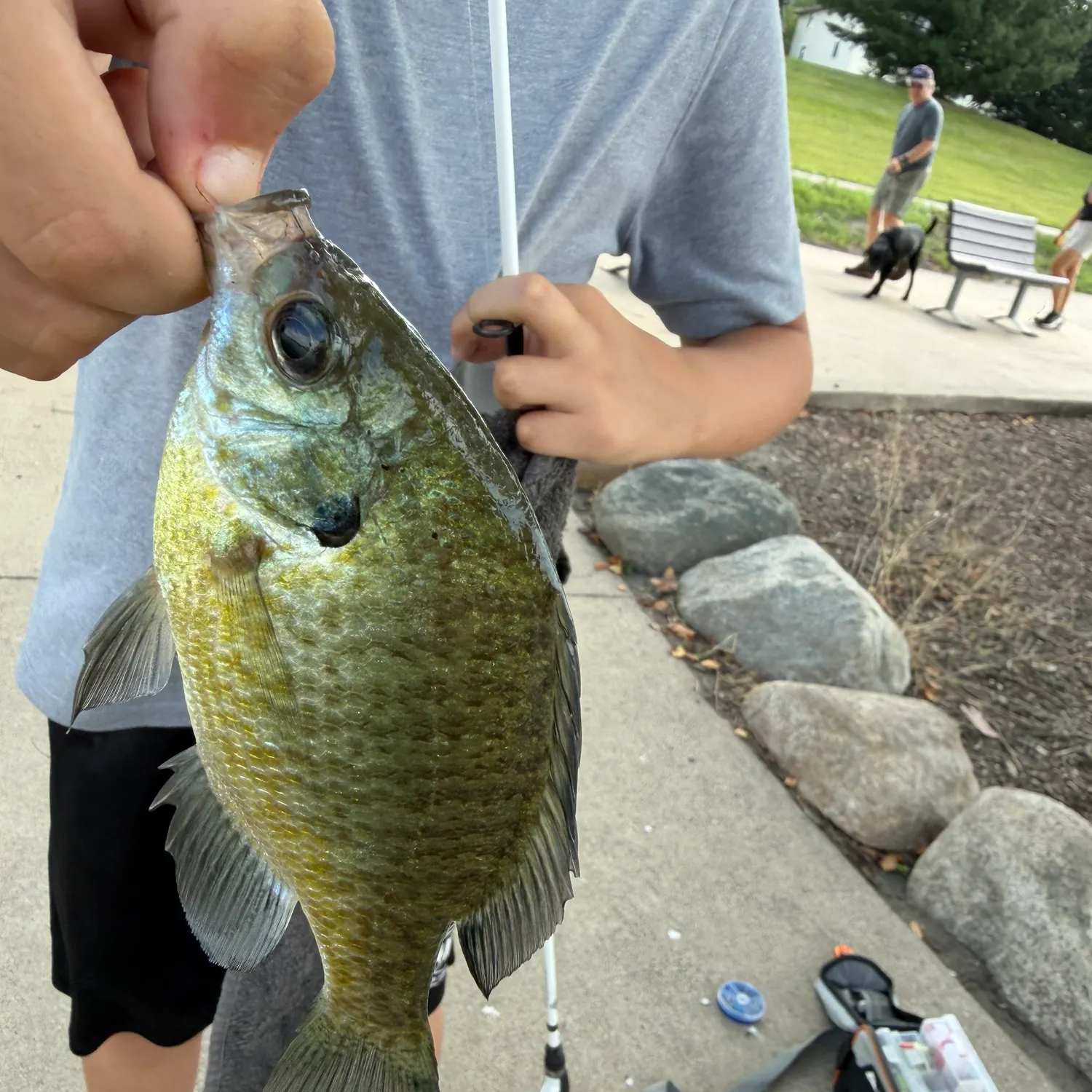 catch