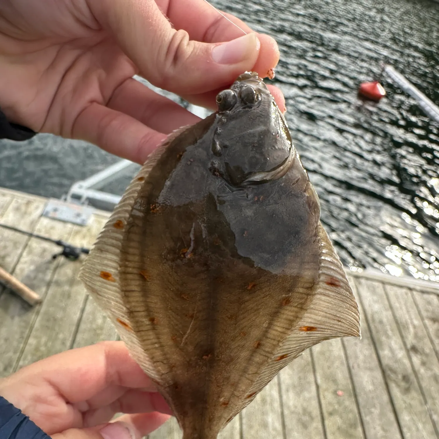 European plaice caught on Fishbrain