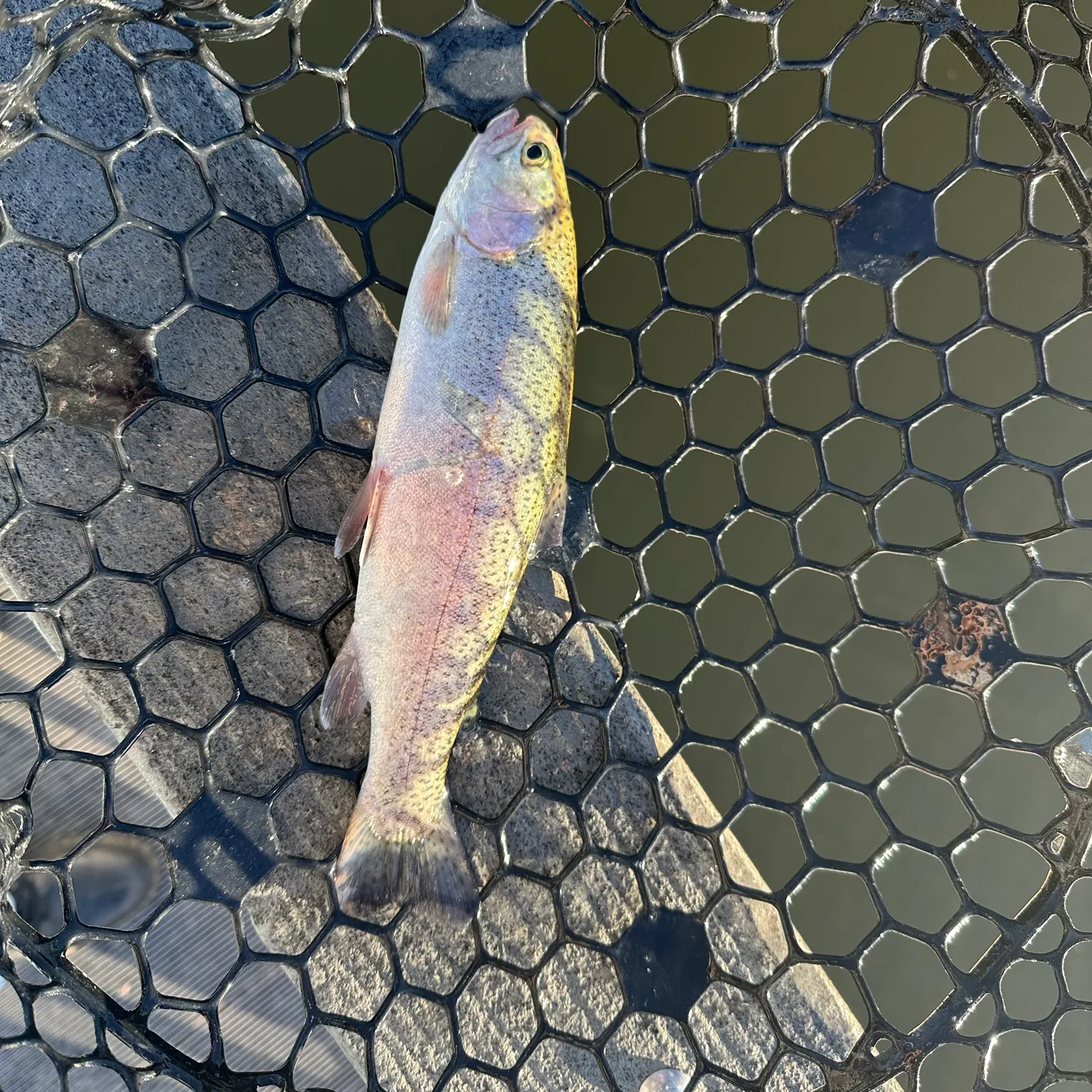 Rainbow trout caught on Fishbrain