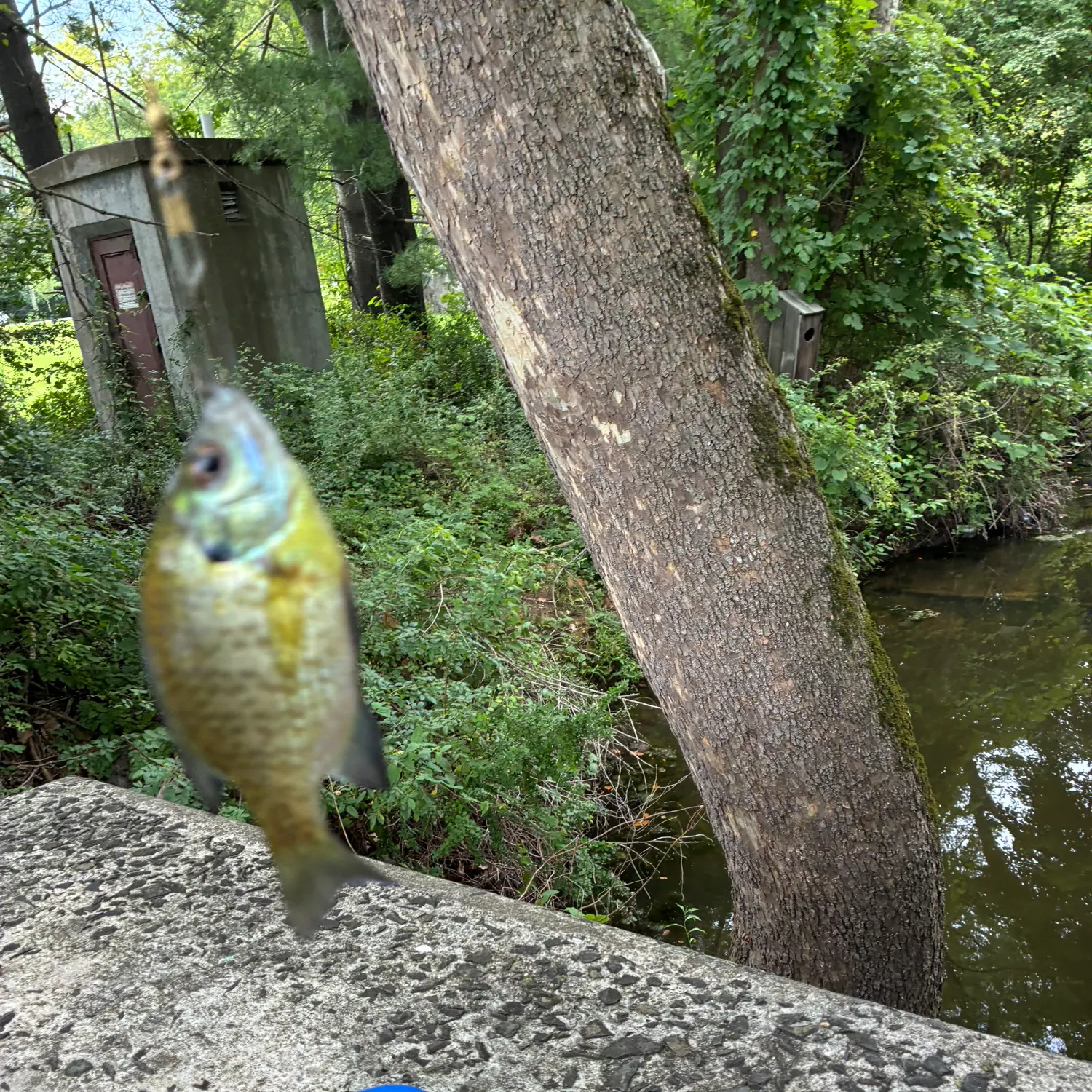 Bluegill caught on Fishbrain