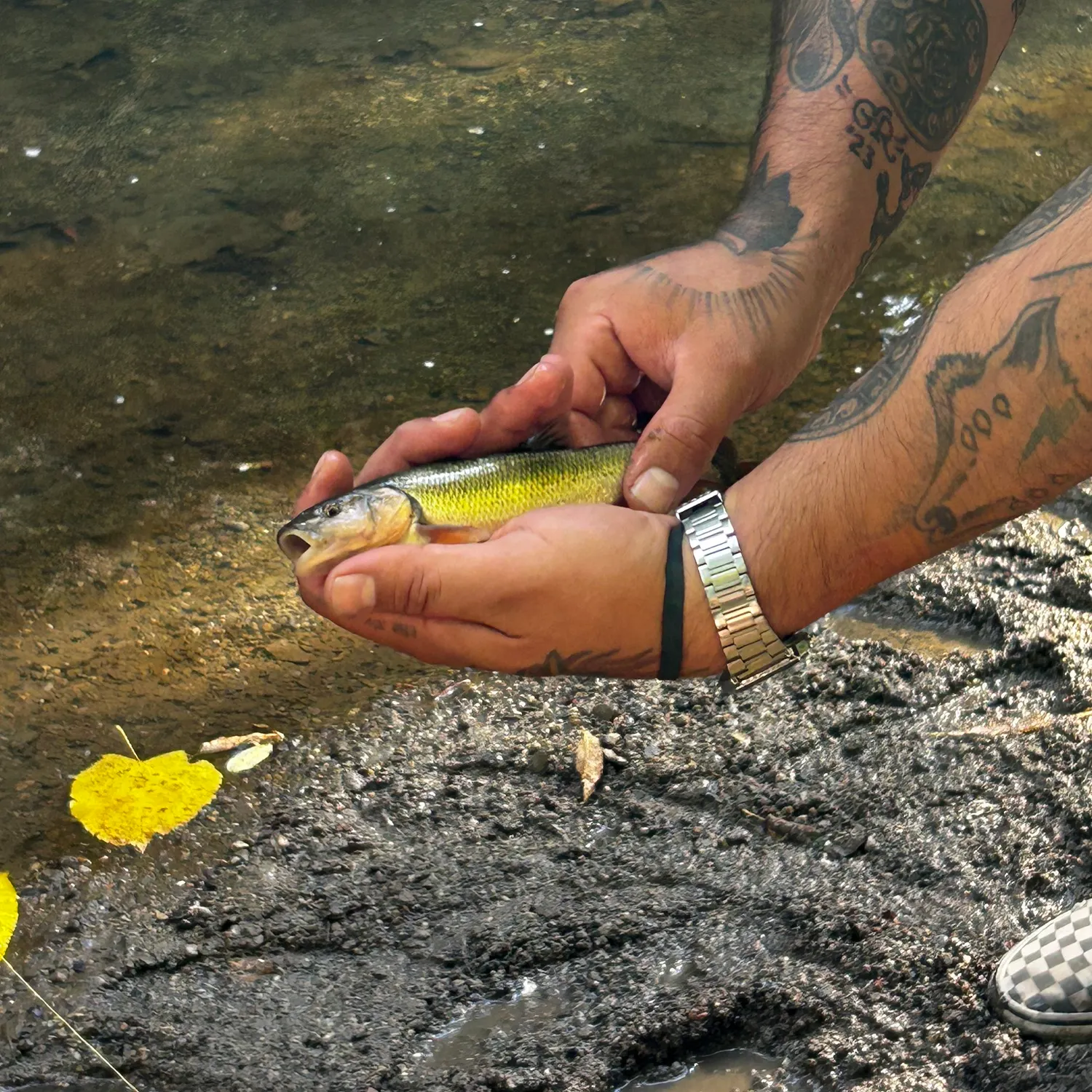 Fish caught on Fishbrain