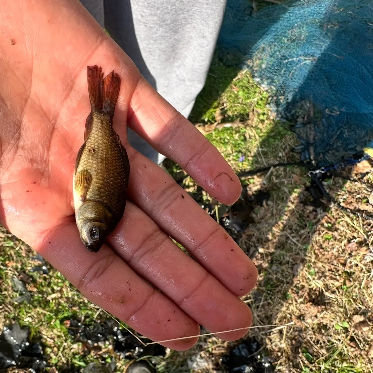 The most recent Goldfish catches on Fishbrain