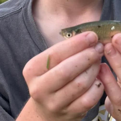 Lake whitefish caught on Fishbrain