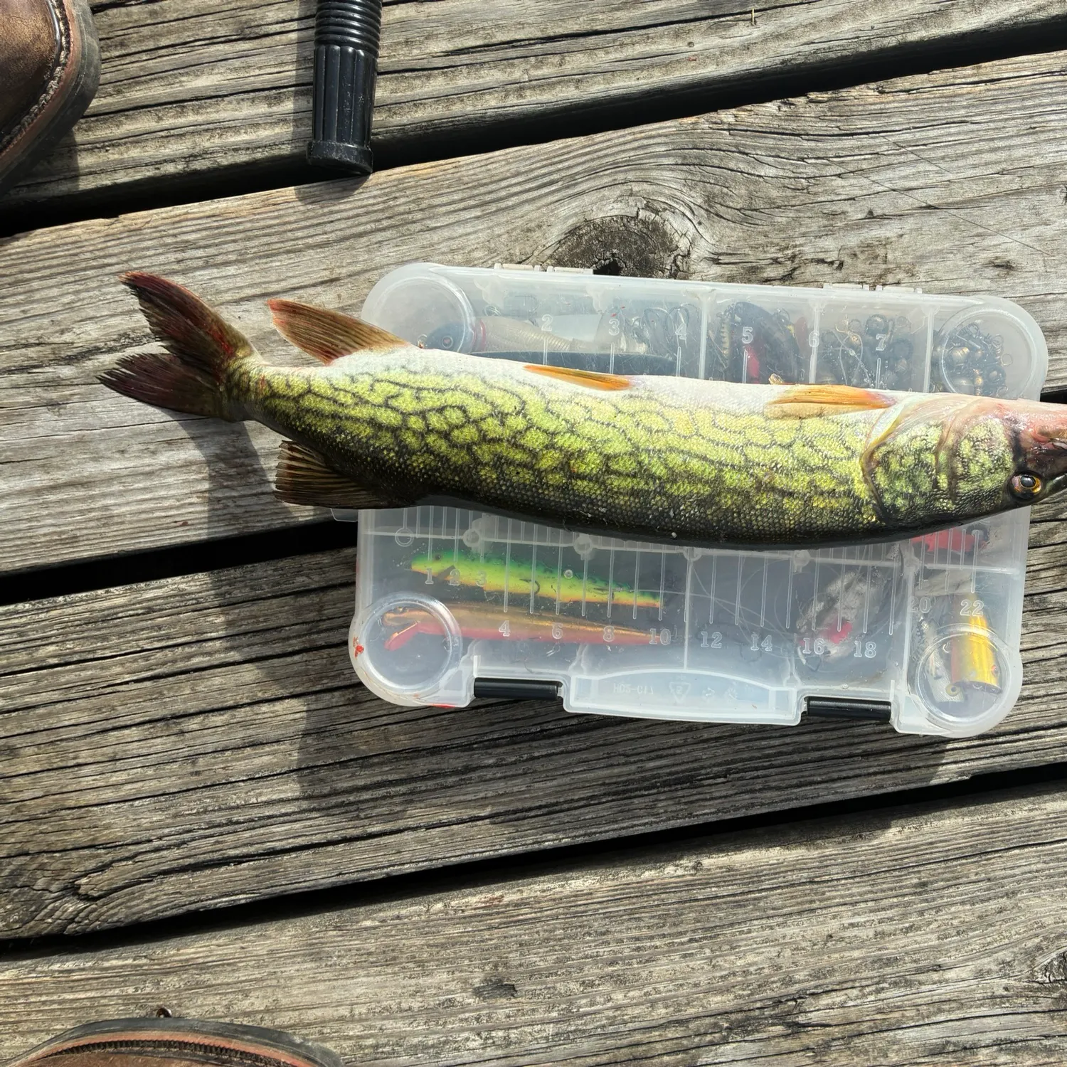 Chain pickerel caught on Fishbrain