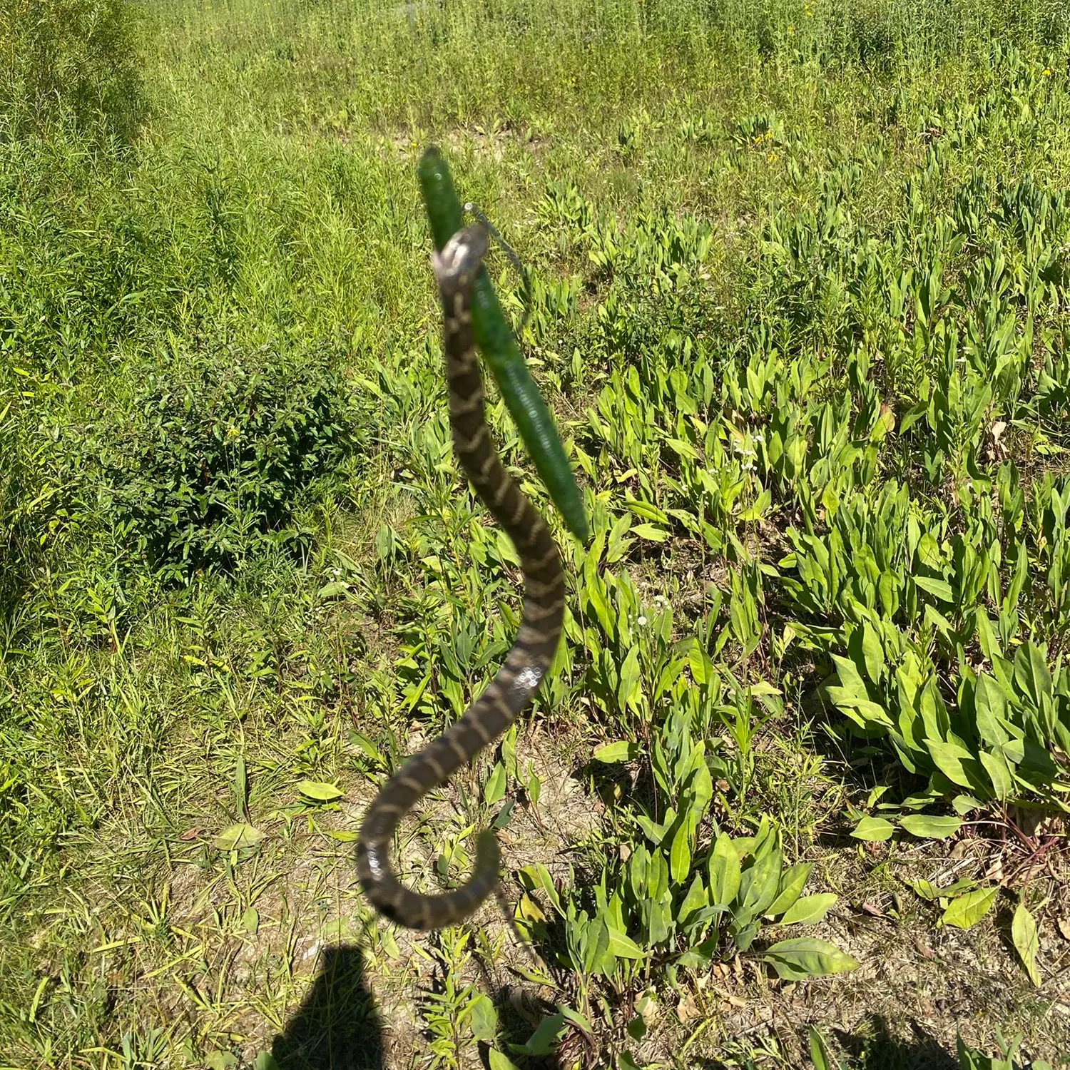 angler catch