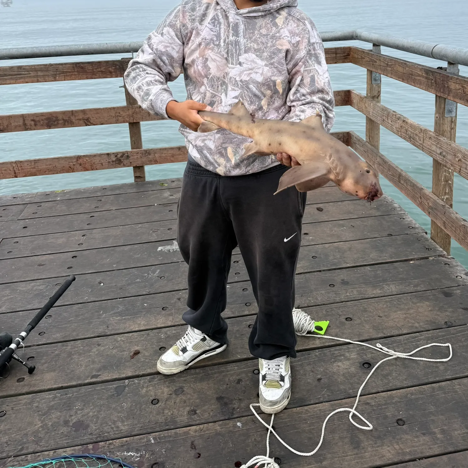 The most recent Horn shark catches on Fishbrain
