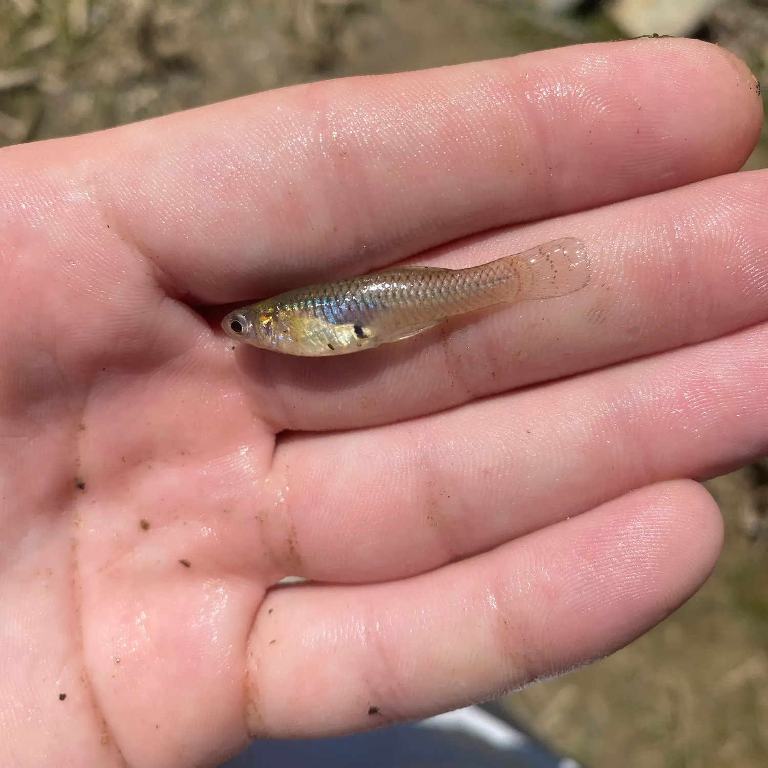 The most recent Eastern mosquitofish catches on Fishbrain
