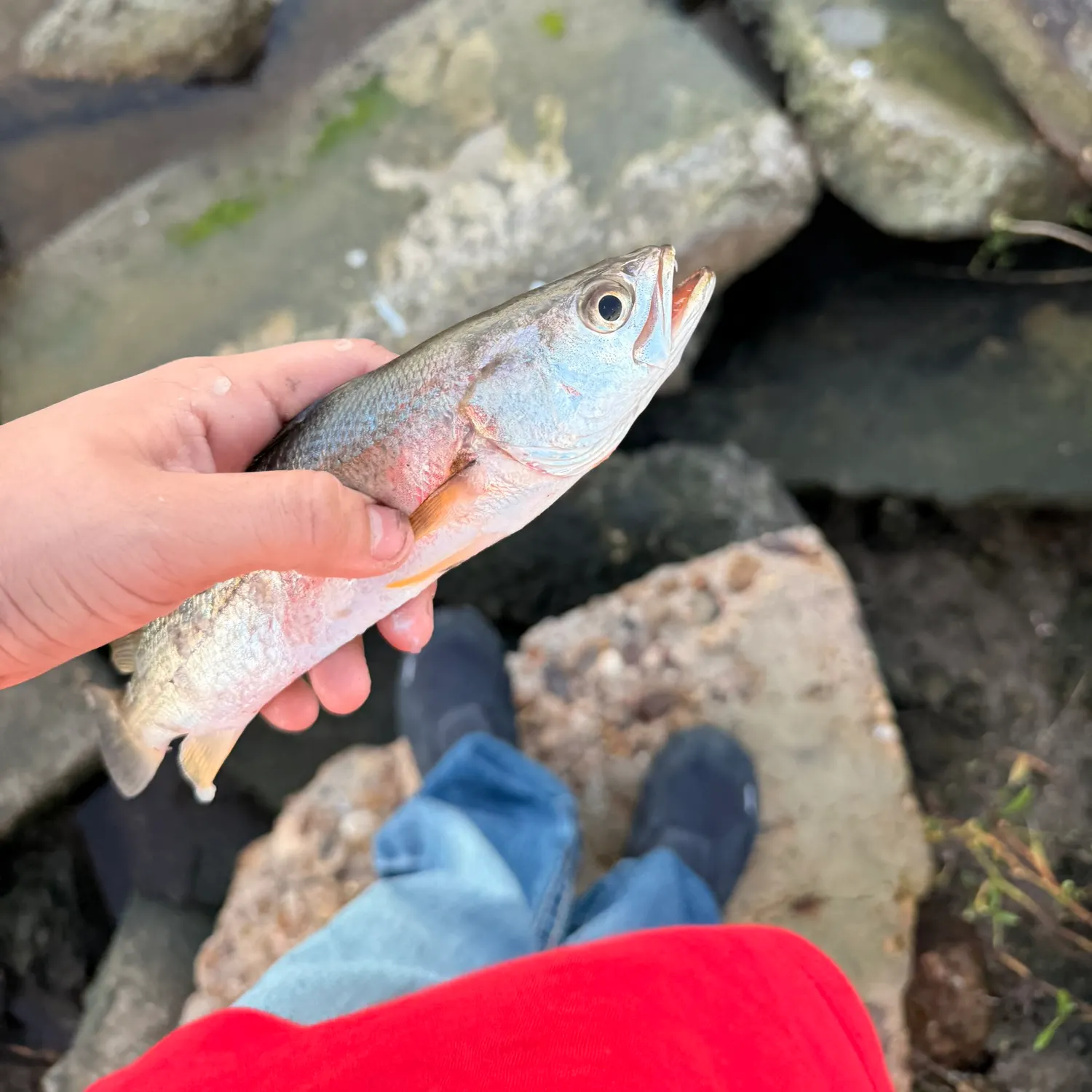 The most recent Sand seatrout catches on Fishbrain
