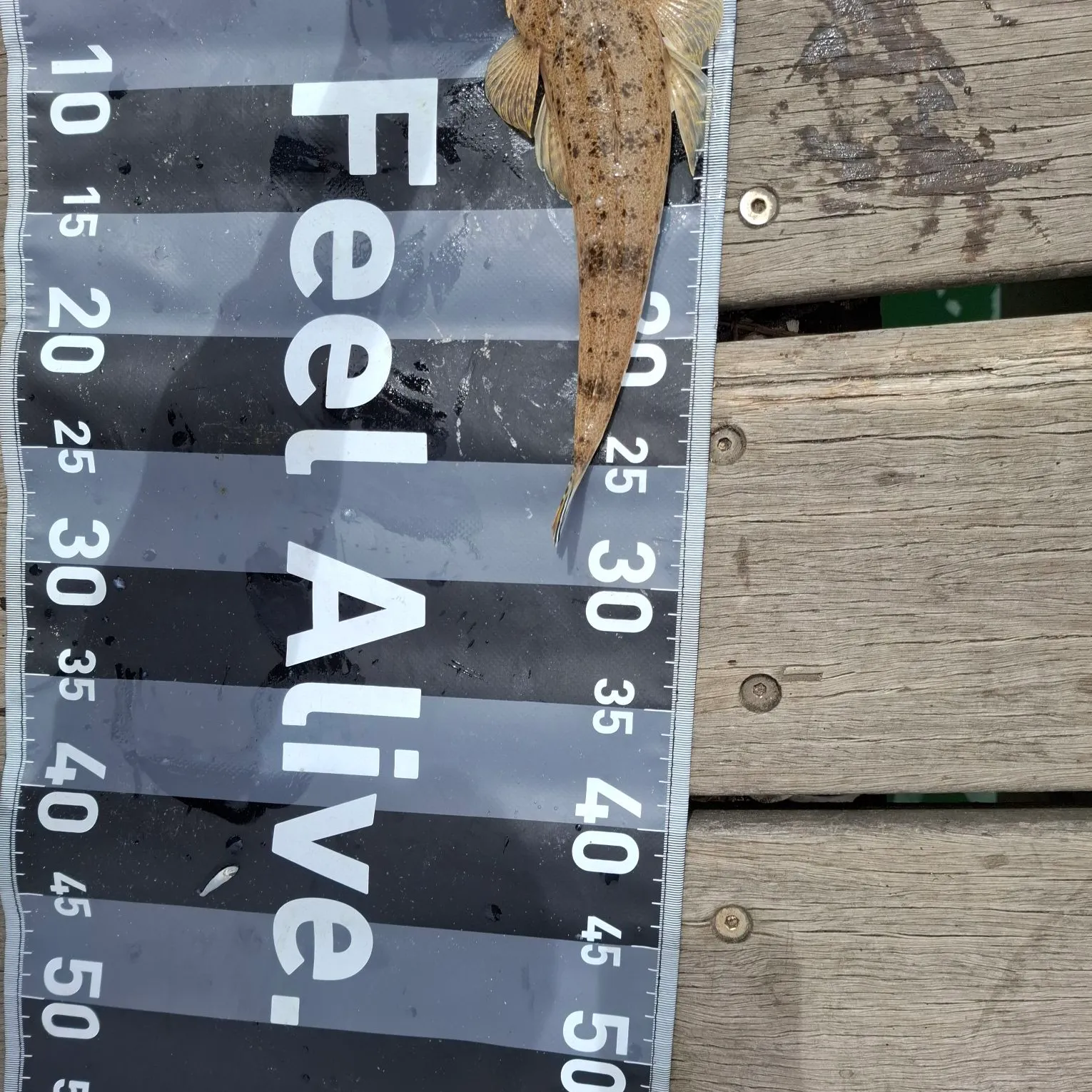 Dusky flathead caught on Fishbrain